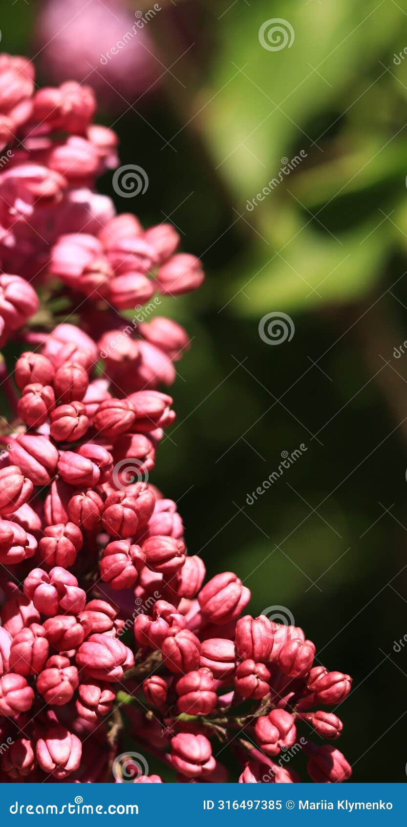 lilac blossom on a sunny day in the park. pink flowers, large inflorescences