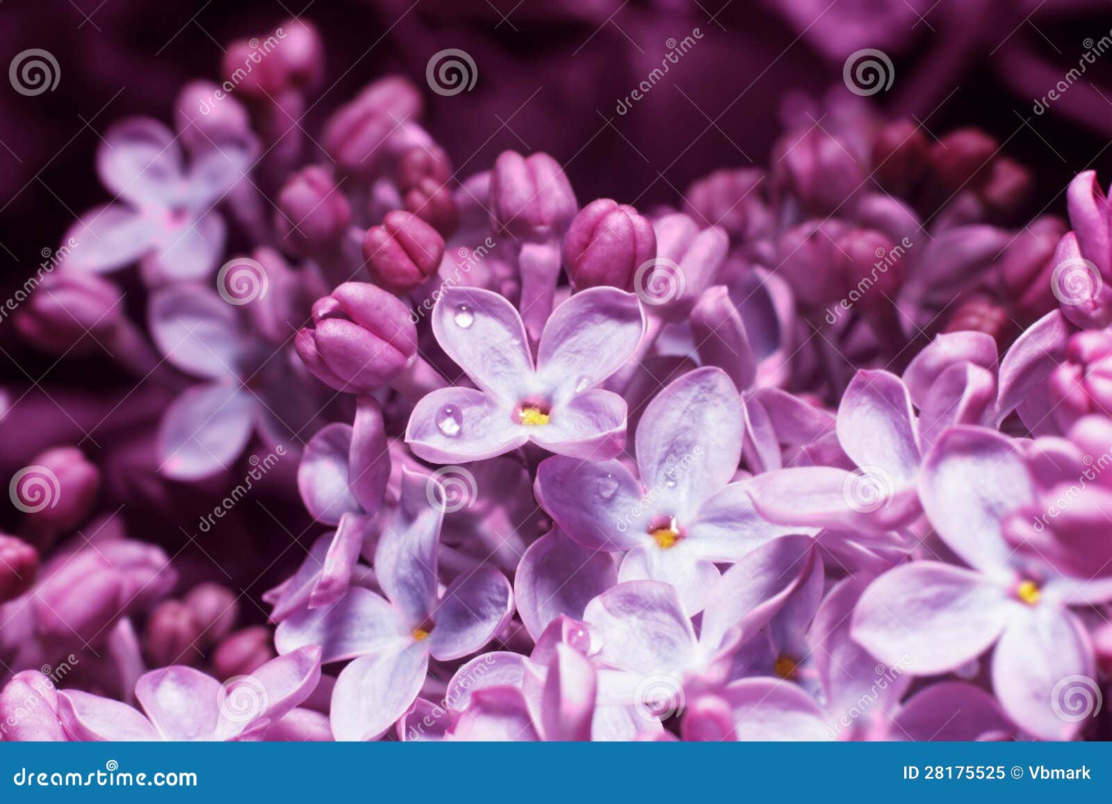 Lilac on blur background stock image. Image of flora - 28175525