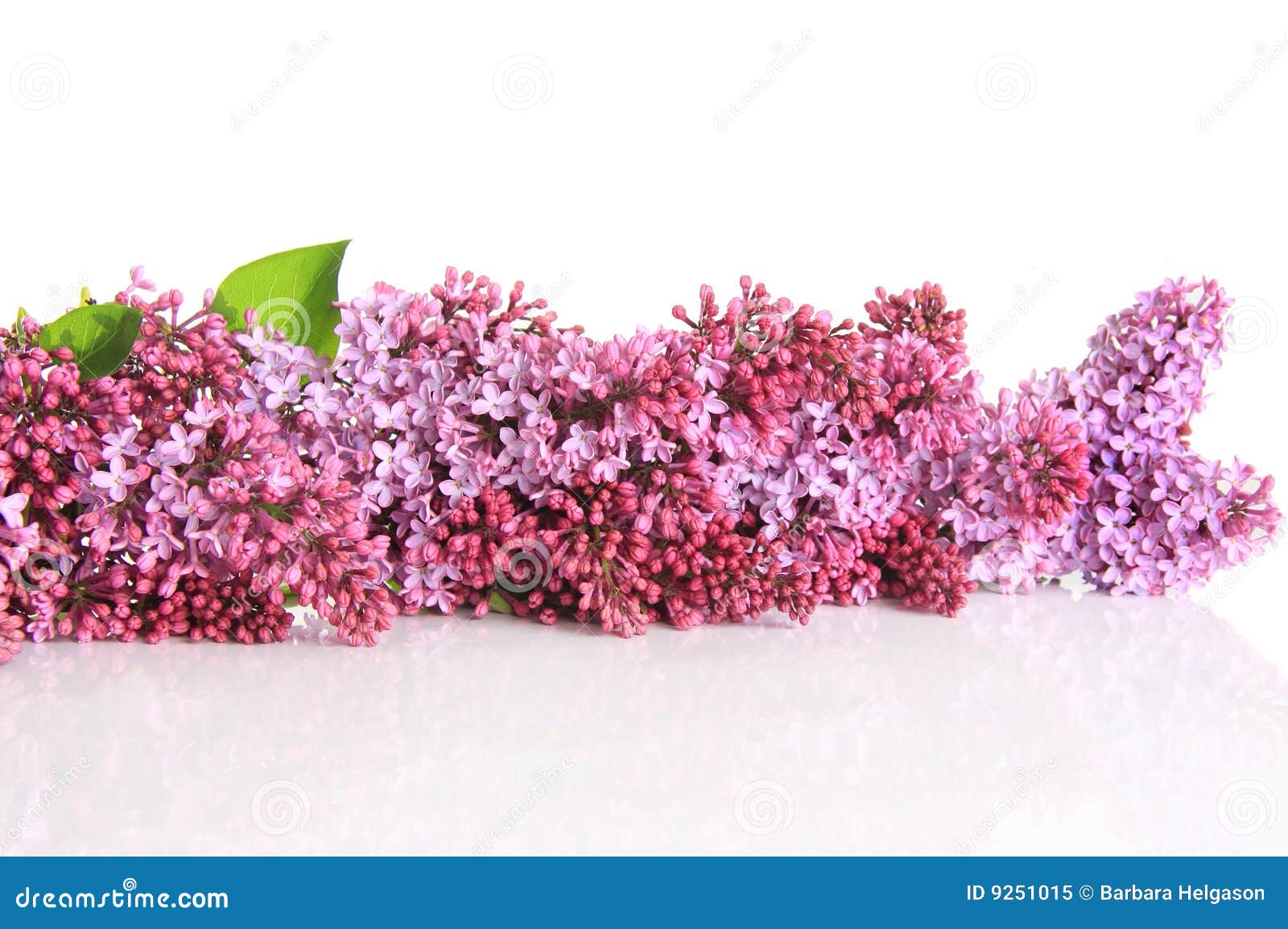 Lilac Border Royalty Free Stock Photo Image 9251015