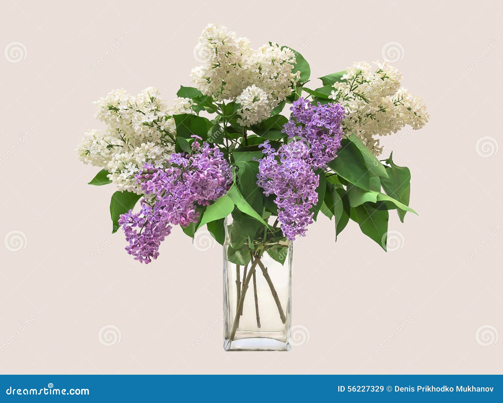 Lilac Bouquet in a Clear Glass Vase Stock Image Image of bouquet