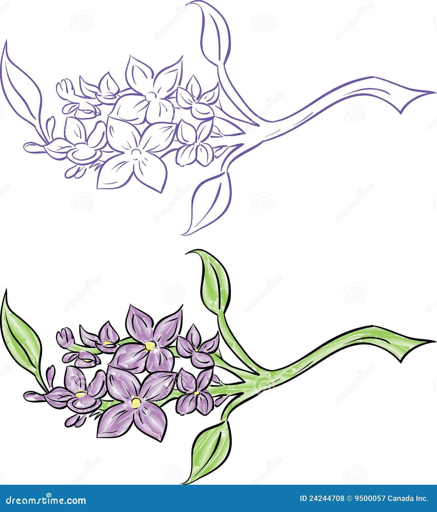 Lilac branch stock vector. Illustration of drawing leaves 
