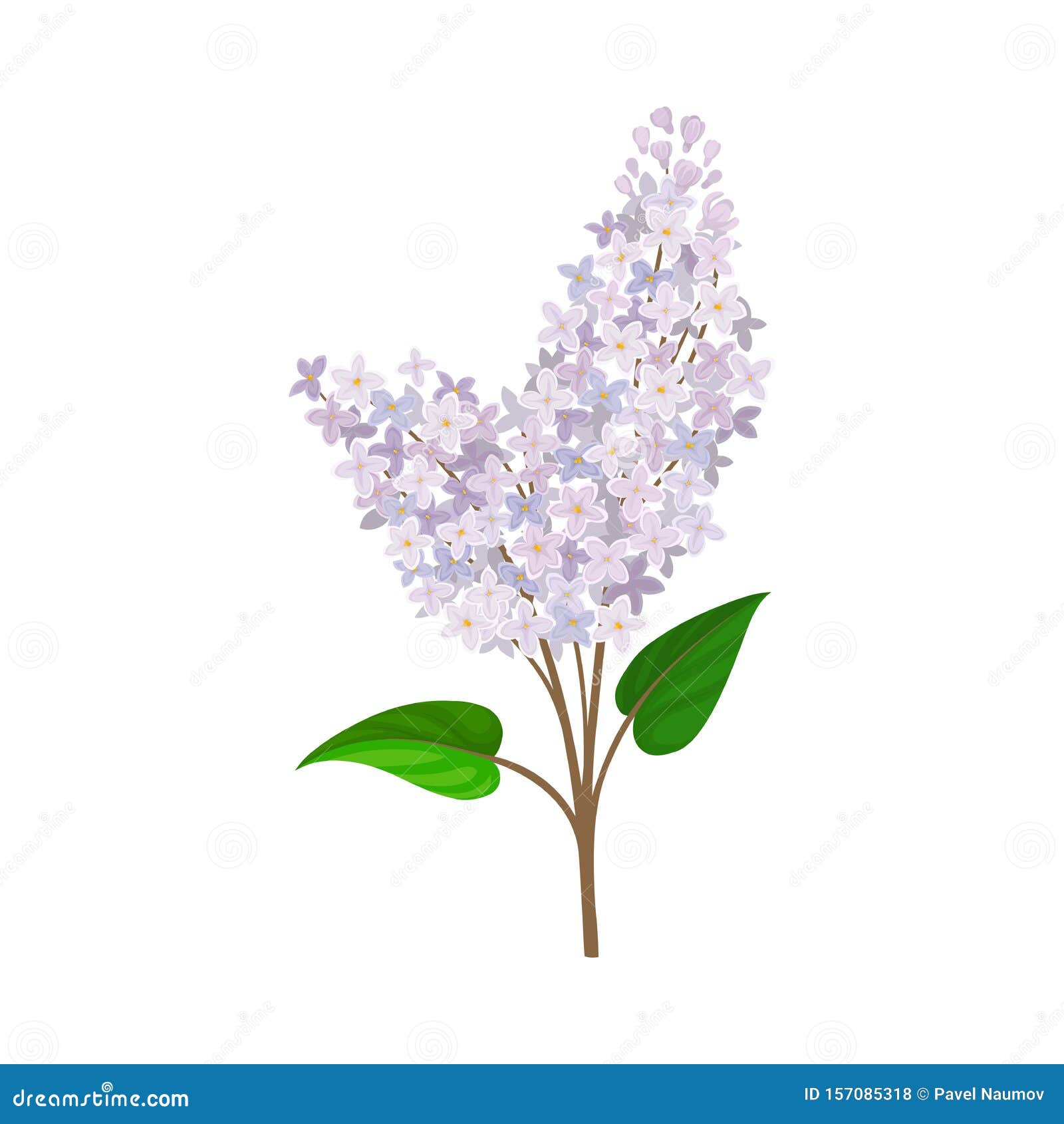 Lilac Branch with Green Leaves. Vector Illustration on a White ...