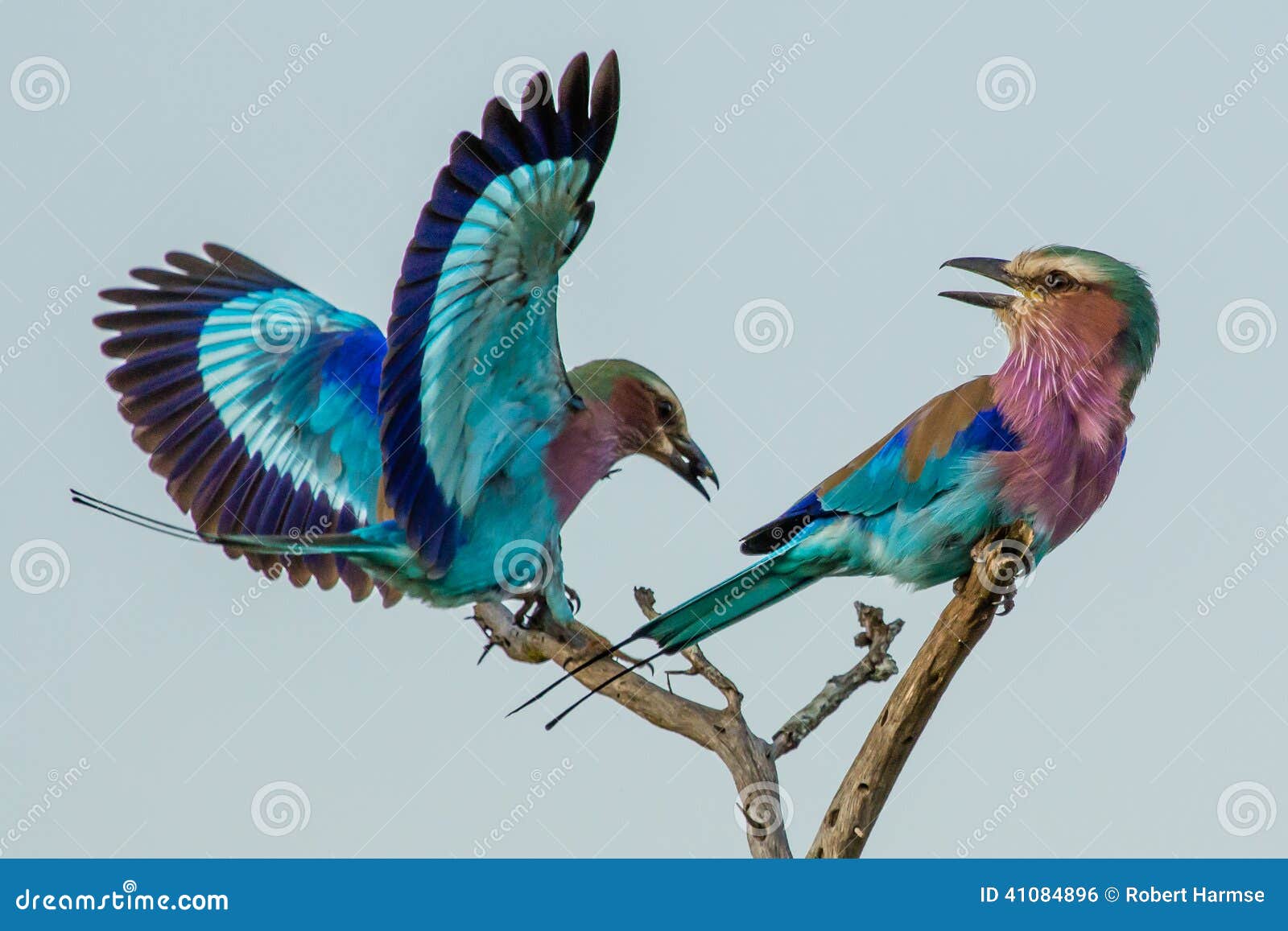 lilac-breasted roller aerobatics