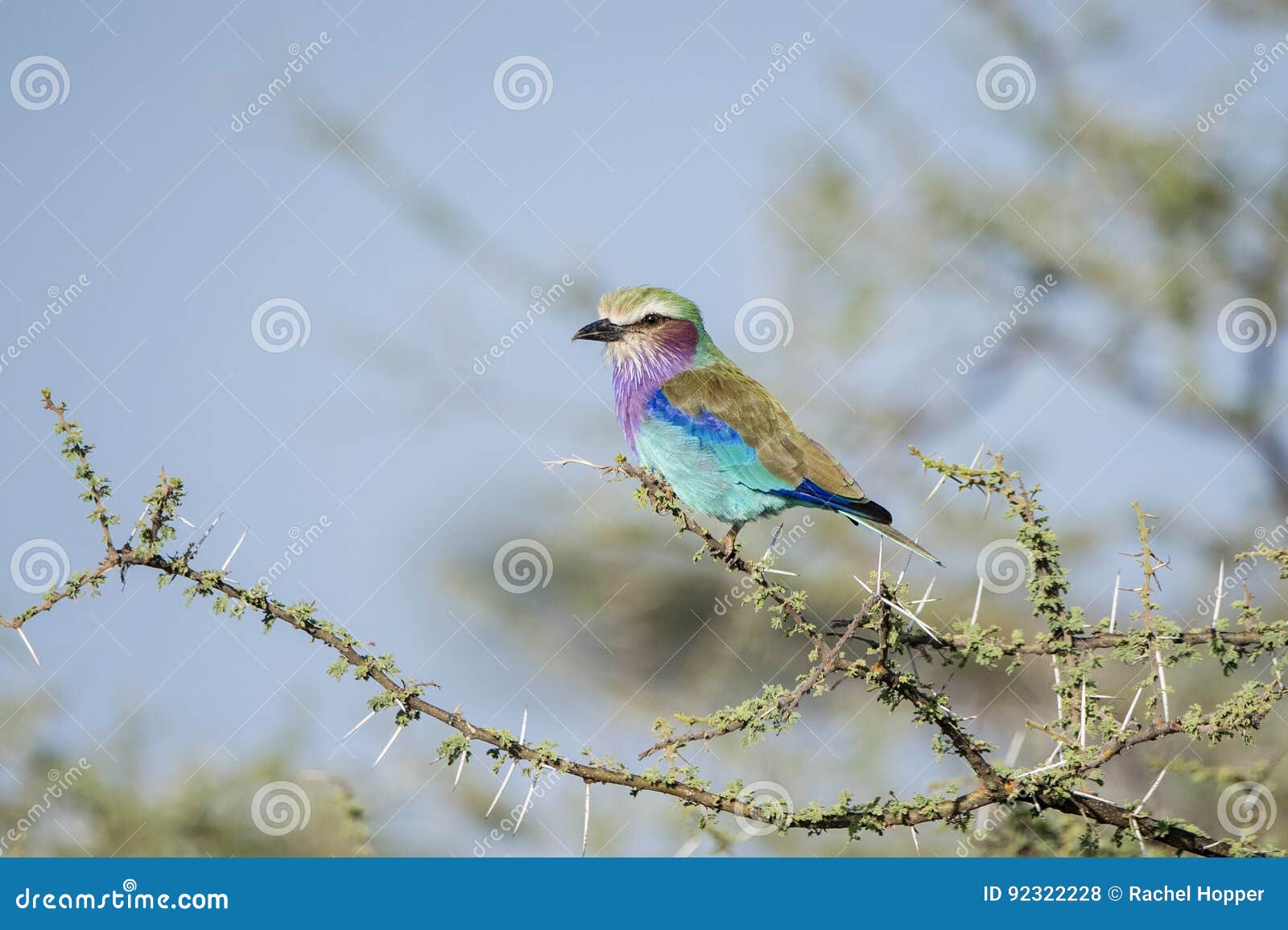 Lilac-breasted Roller Coracias Caudatus in an Acacia Tree Stock Photo