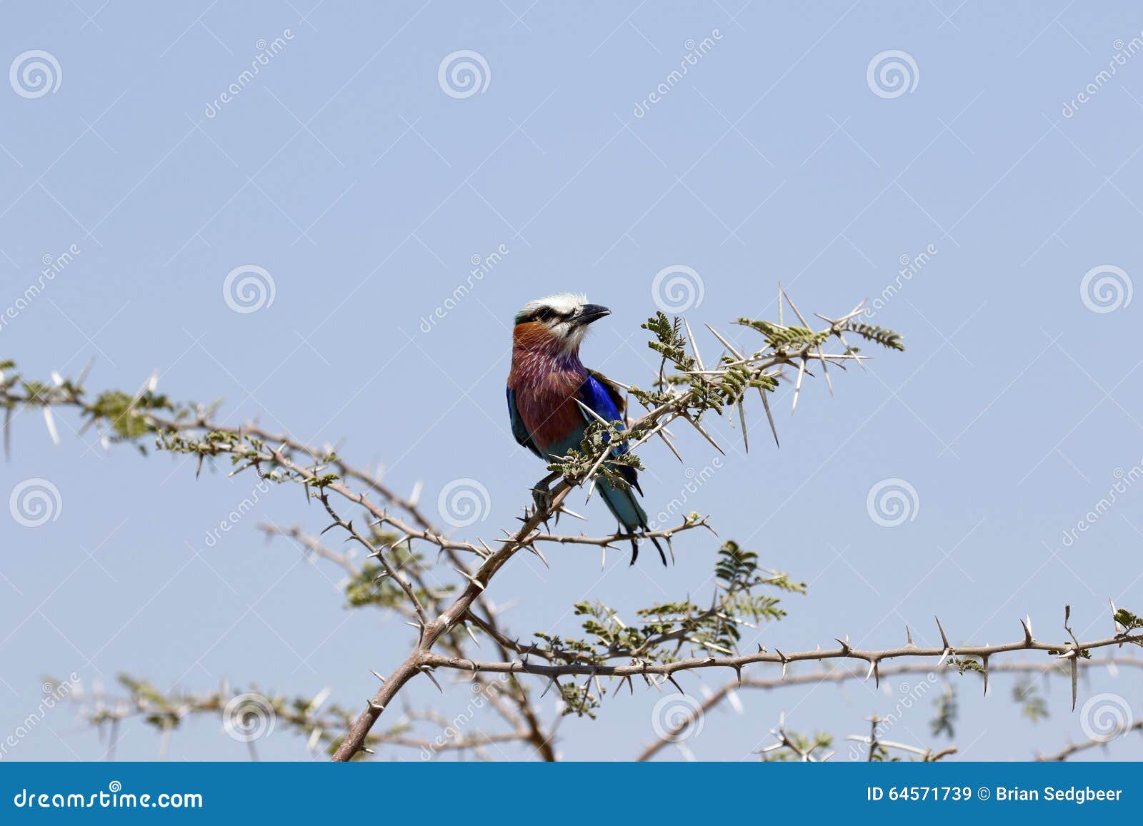 Lilac Breasted Roller Perched on Acacia Thorns Stock Image - Image of