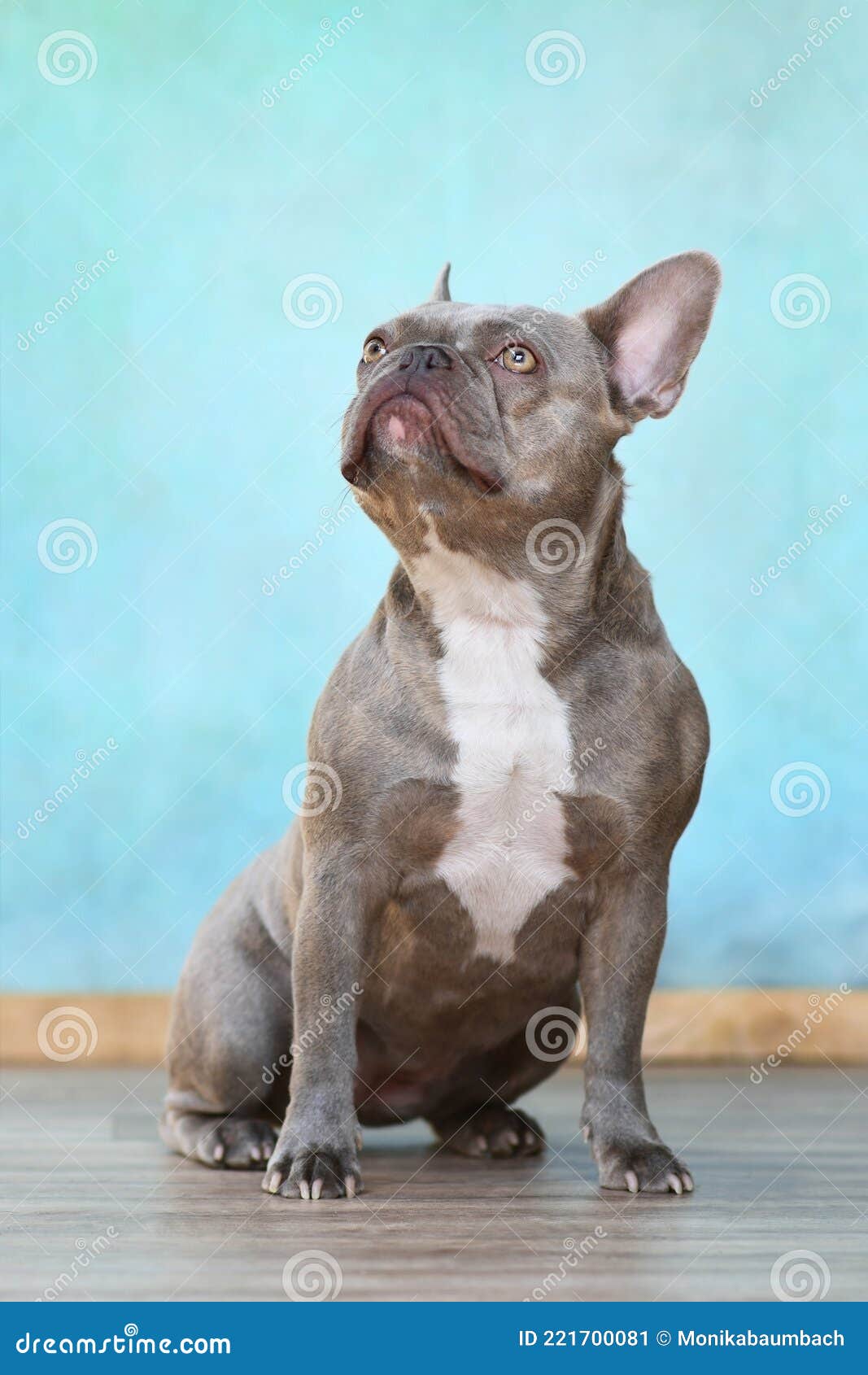 lilac brindle french bulldog dog with yellow eyes sitting in front of blue wall