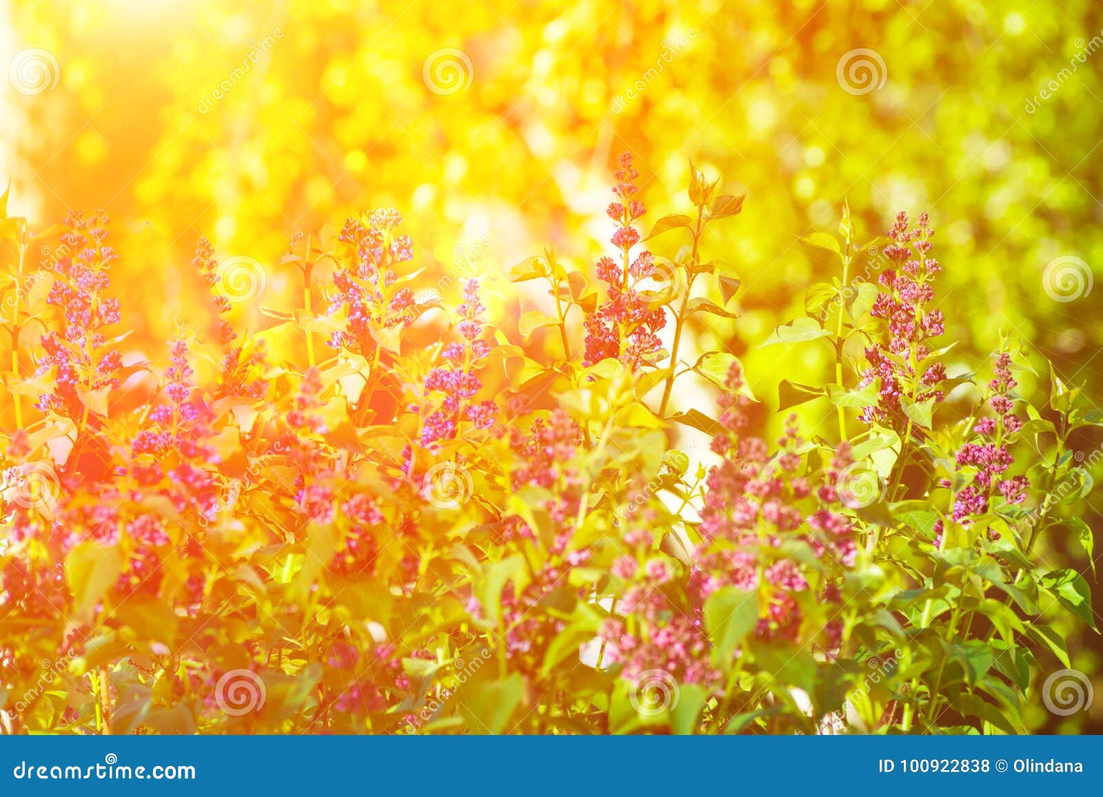 lilac bush in spring summer time beautiful purple flower twigs vibrant green foliage golden sunlight forest meadow tranquility