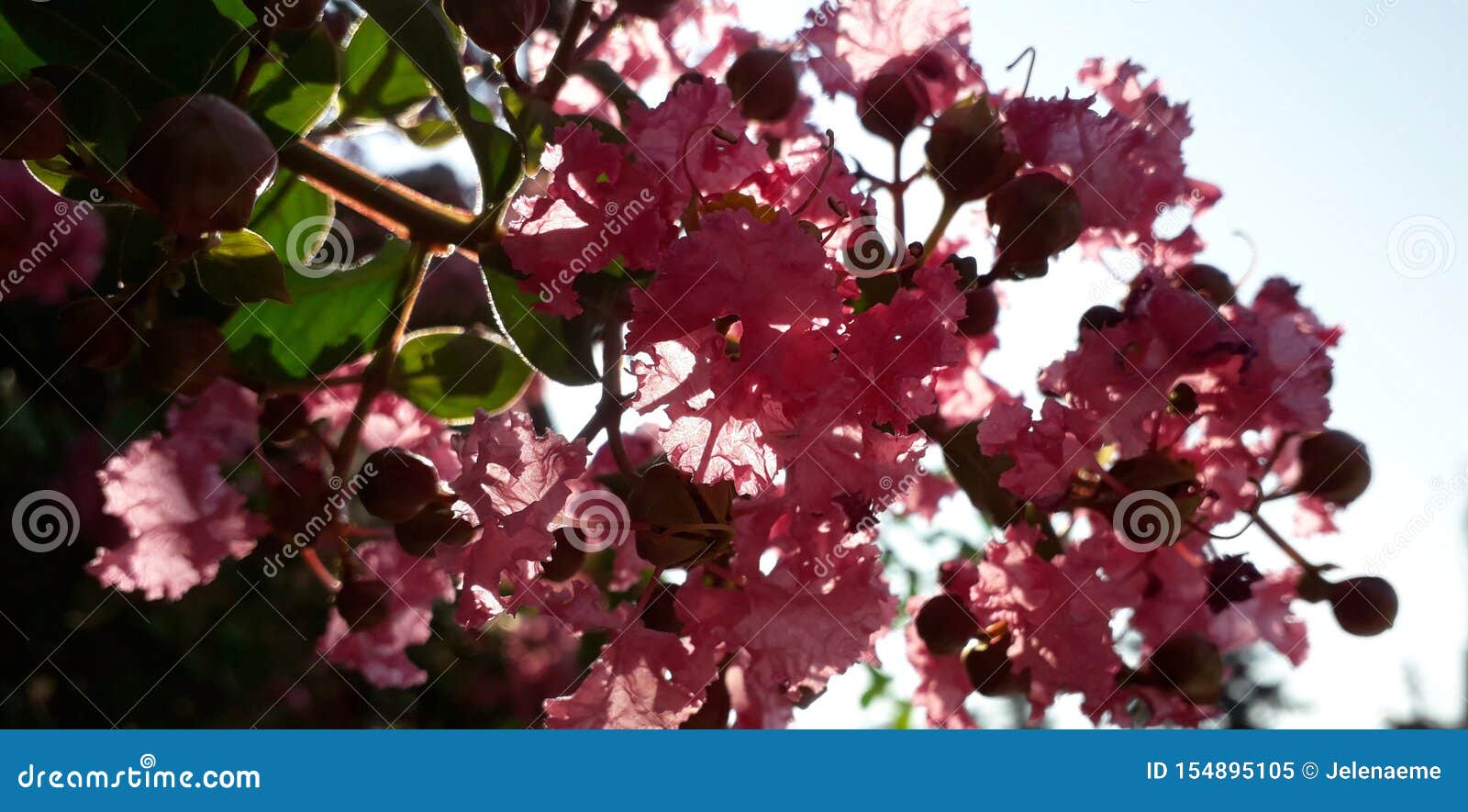 Lilac Crape Myrtle flowers stock image. Image of closeup - 154895105