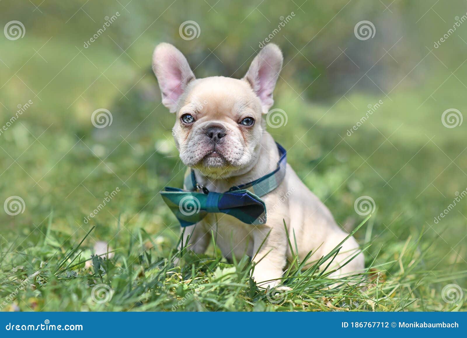 Lilac Cream Colored French Bulldog Dog Puppy With Light Blue Eyes Wearing A Bow Tie Stock Photo Image Of Grass Weeks 186767712