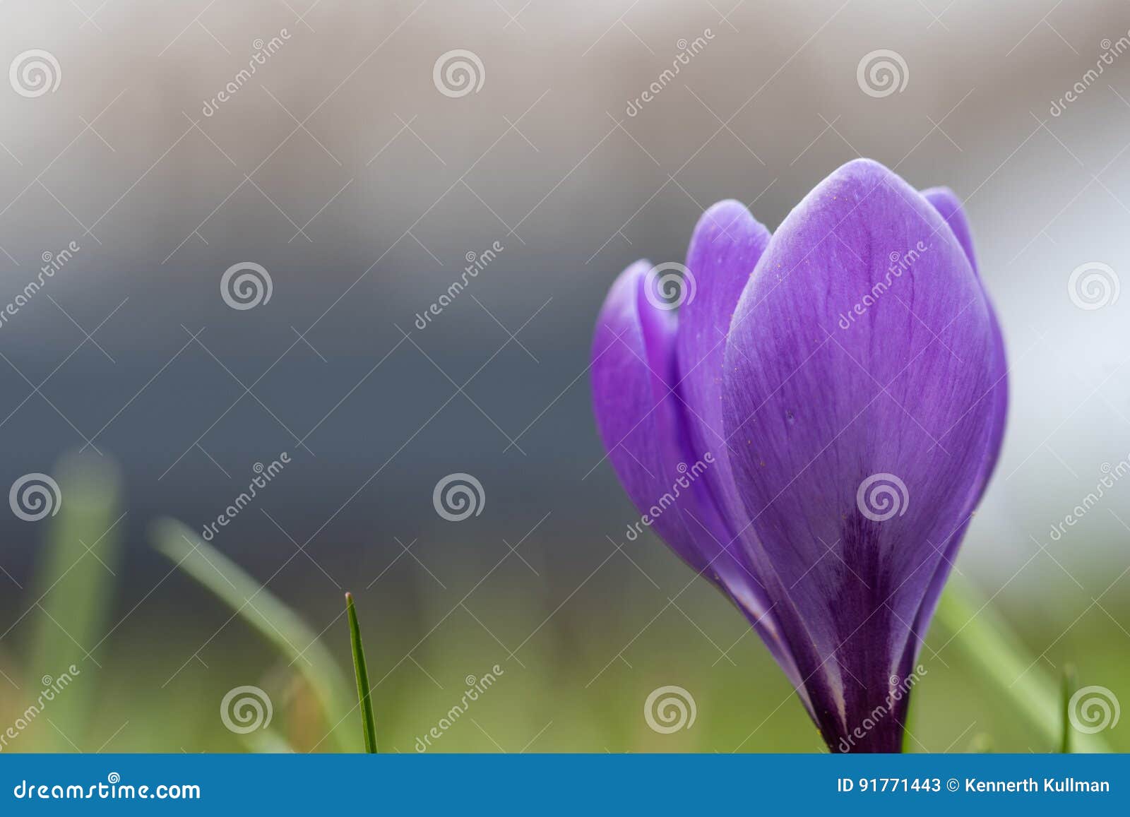 lilac crocus flower closeup