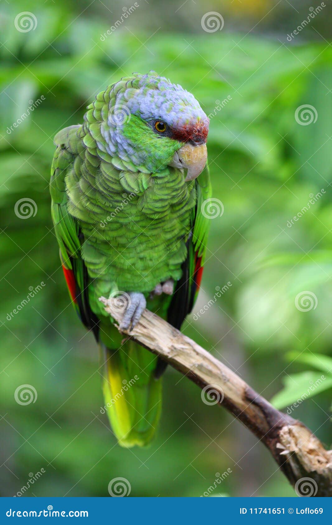 lilac-crowned amazon parrot