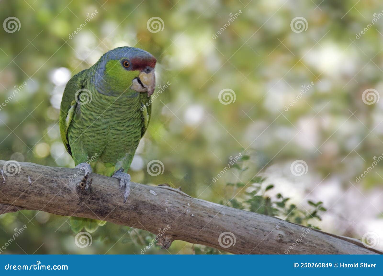 lilac-crowned parrot, amazona finschi, perched
