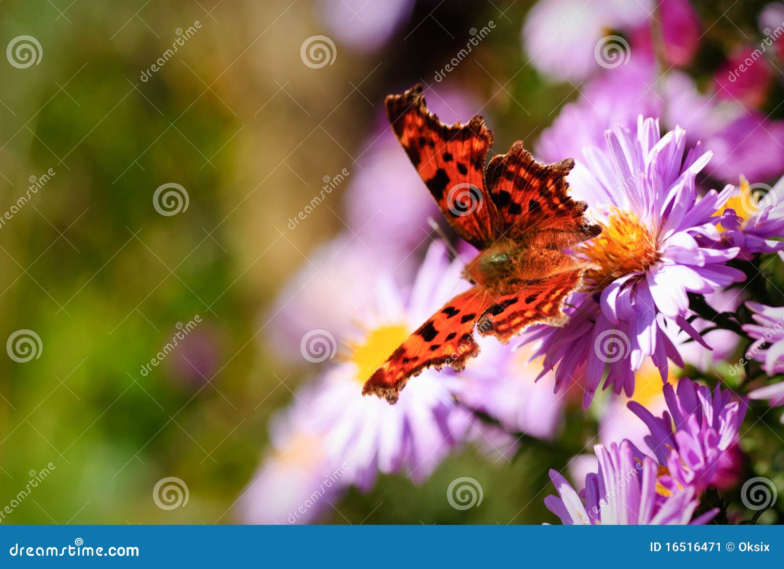 Lilac daisy stock image. Image of oxeye, backgrounds - 16516471