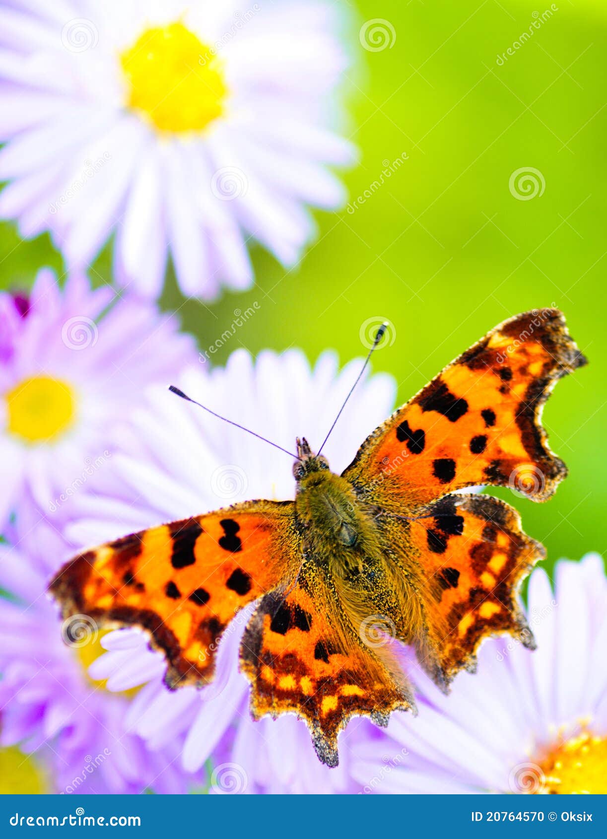 Lilac daisy stock photo. Image of butterfly, blooming ...