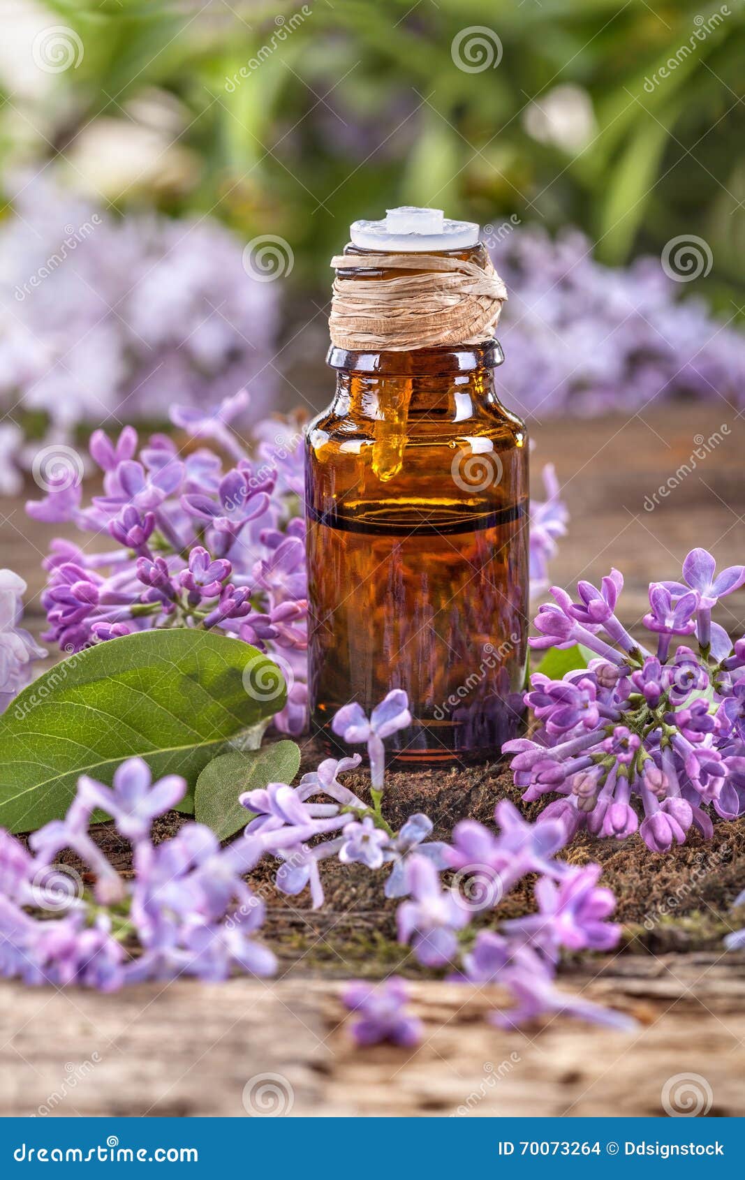 Lilac essential oil stock photo. Image of aroma, essence 70073264