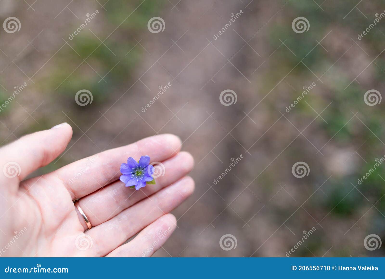 a lilac flower hepÃÂ¡tica in a woman's hand