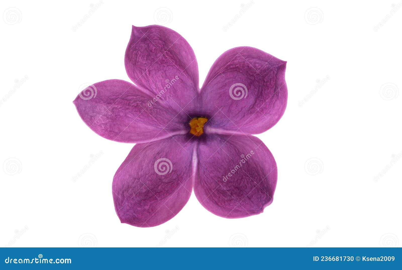 Lilac flower isolated stock photo. Image of bloom, beautiful 236681730