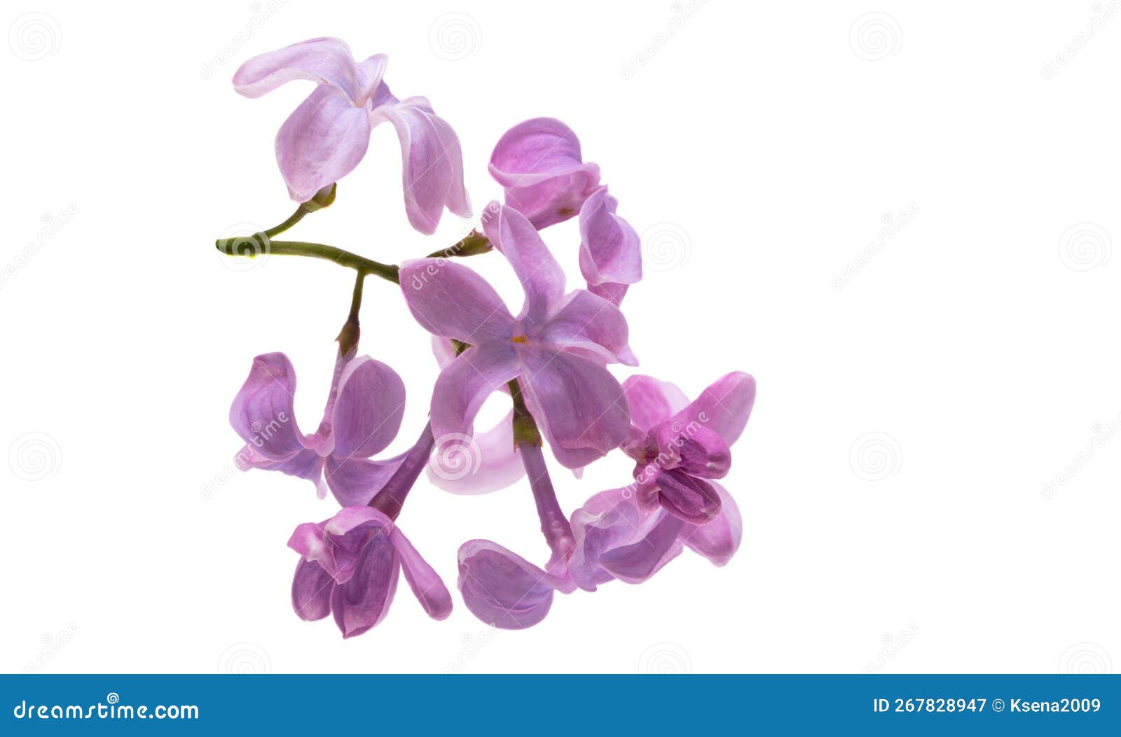 Lilac flower isolated stock image. Image of decoration 267828947