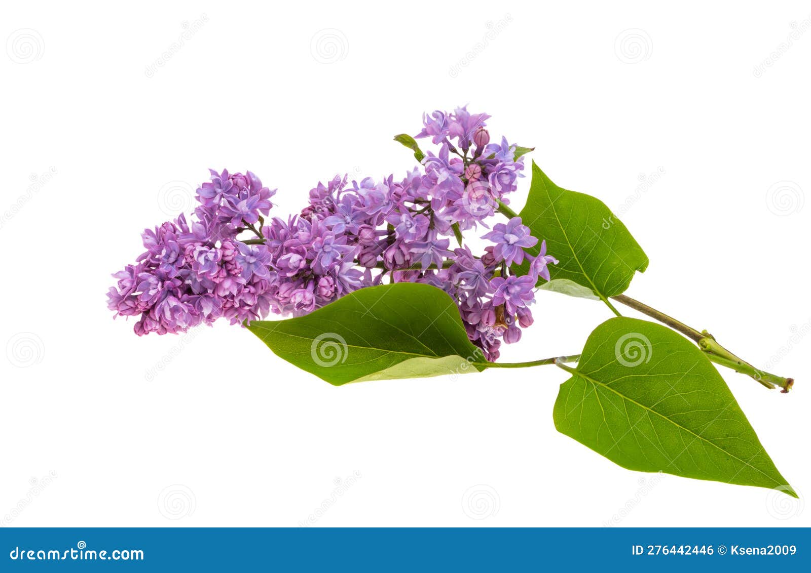 Lilac flower isolated stock photo. Image of decoration 276442446