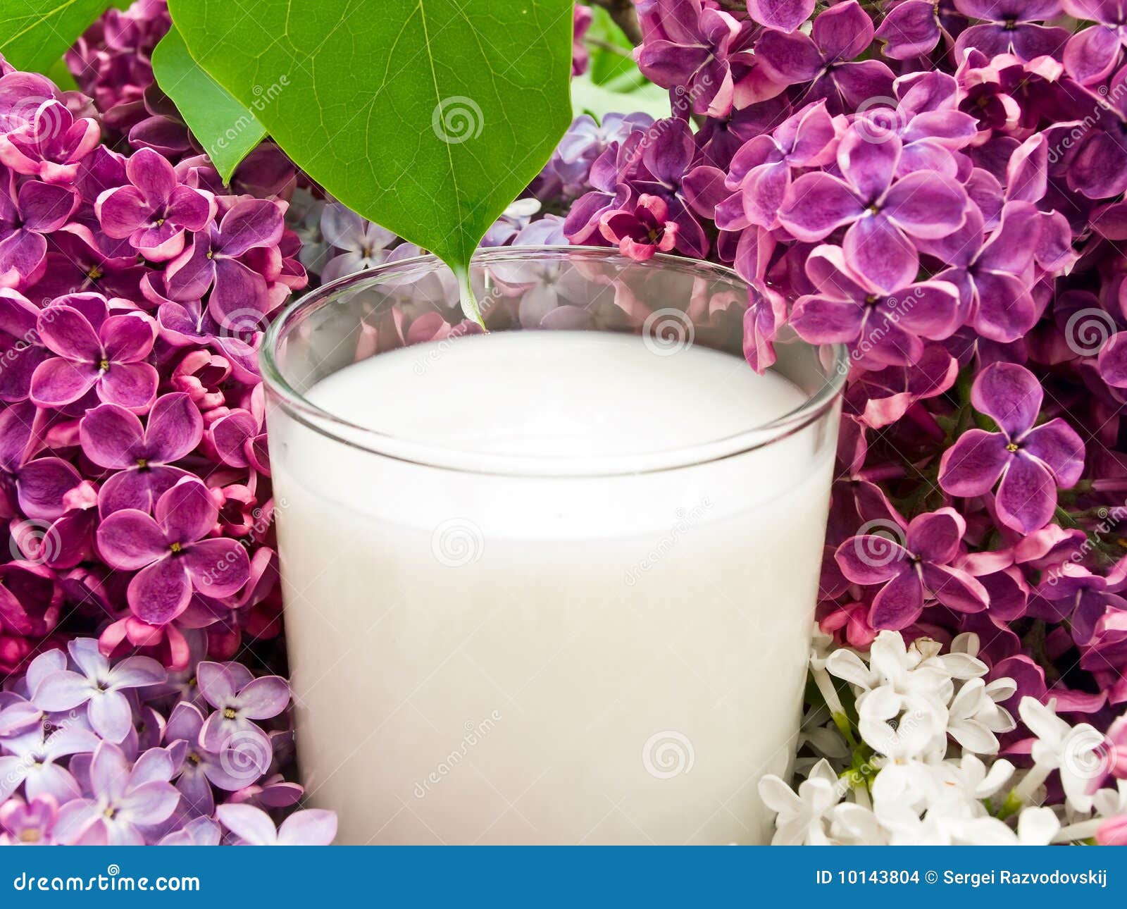 Lilac flower and milk stock photo. Image of green, closeup 10143804