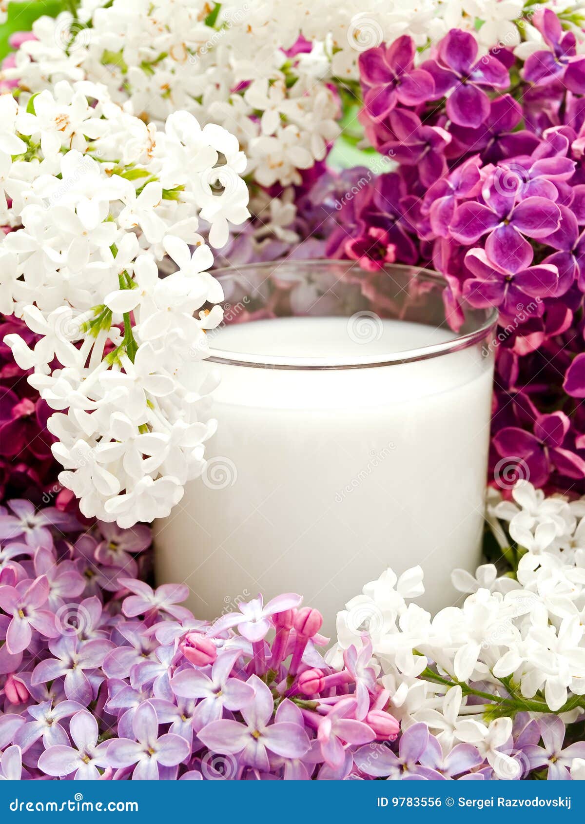Lilac flower and milk stock photo. Image of healthy, closeup 9783556