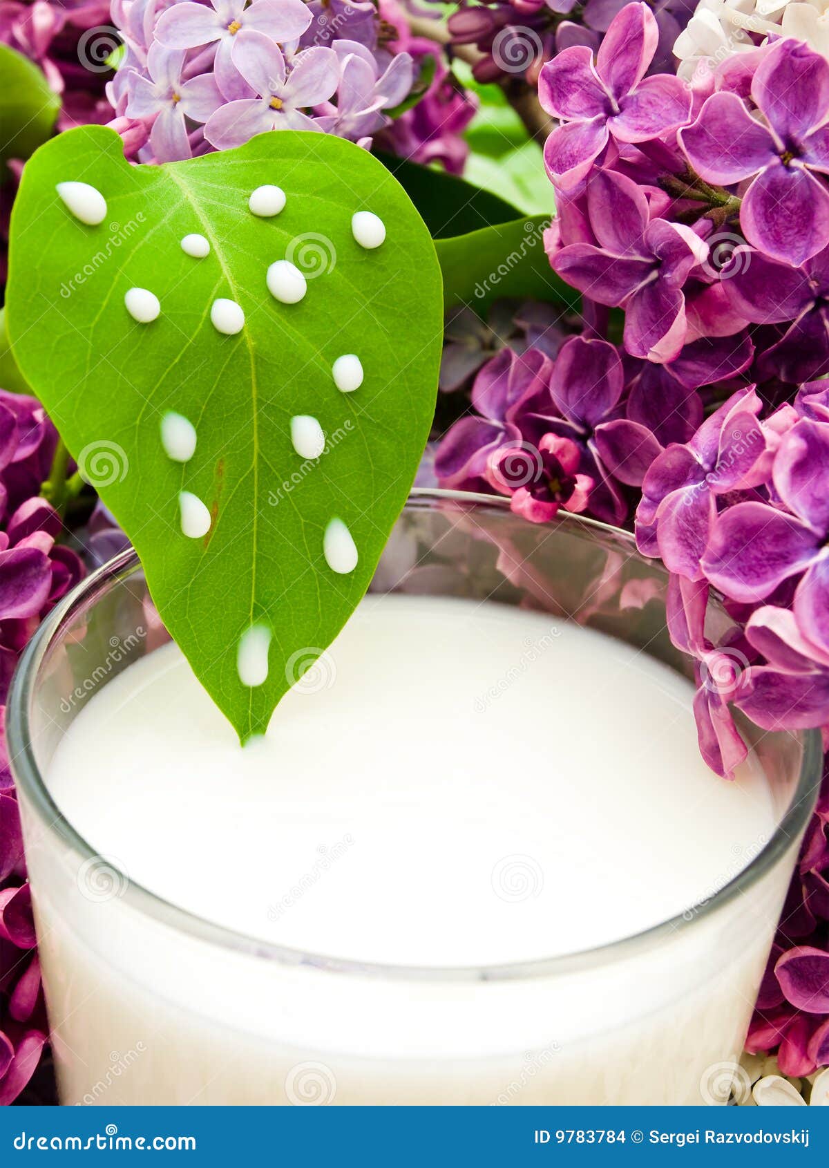 Lilac flower and milk stock photo. Image of botany, botanical 9783784