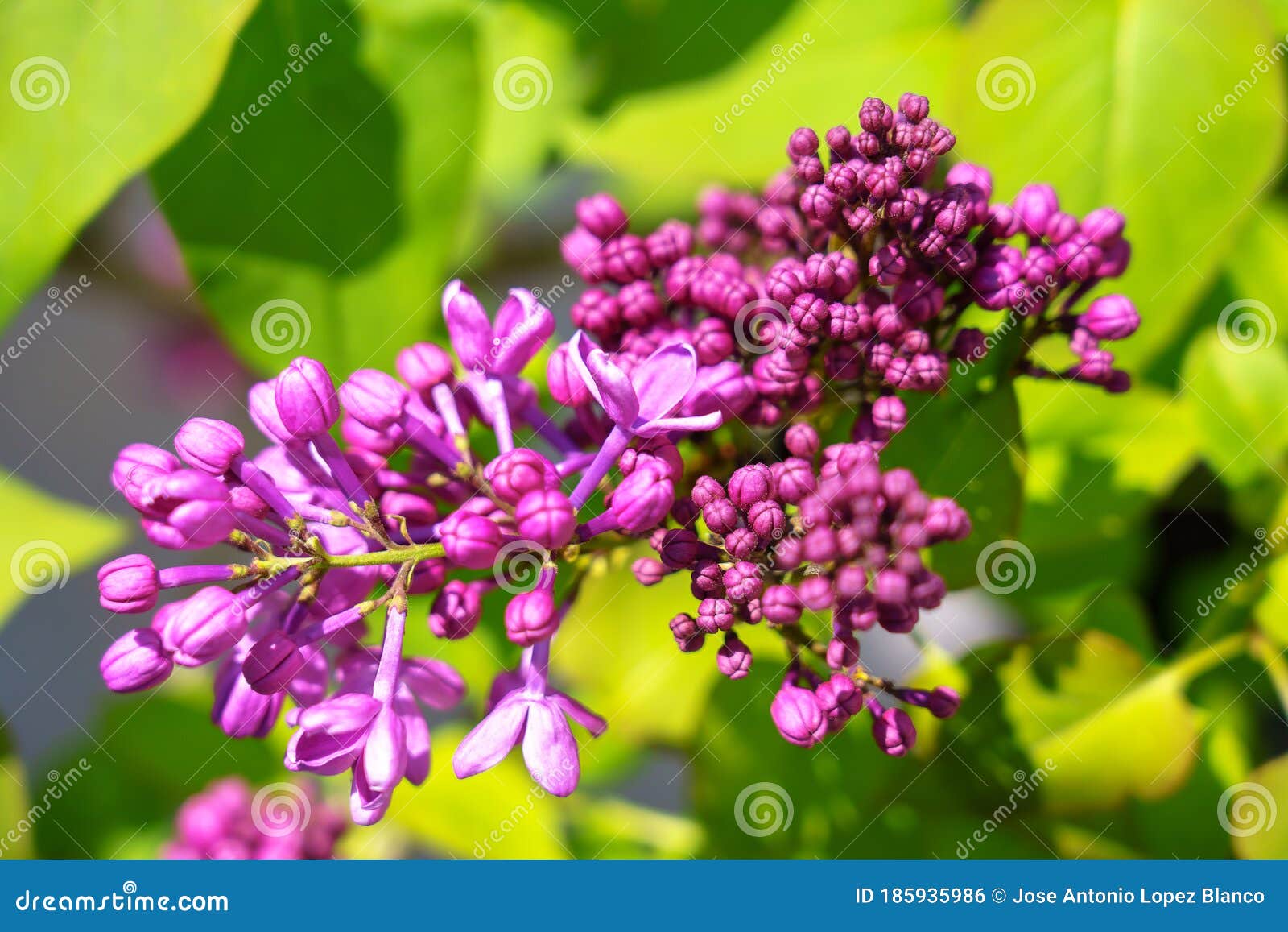 Lilac Flower Under Green Bush Background Stock Photo Image of blossom