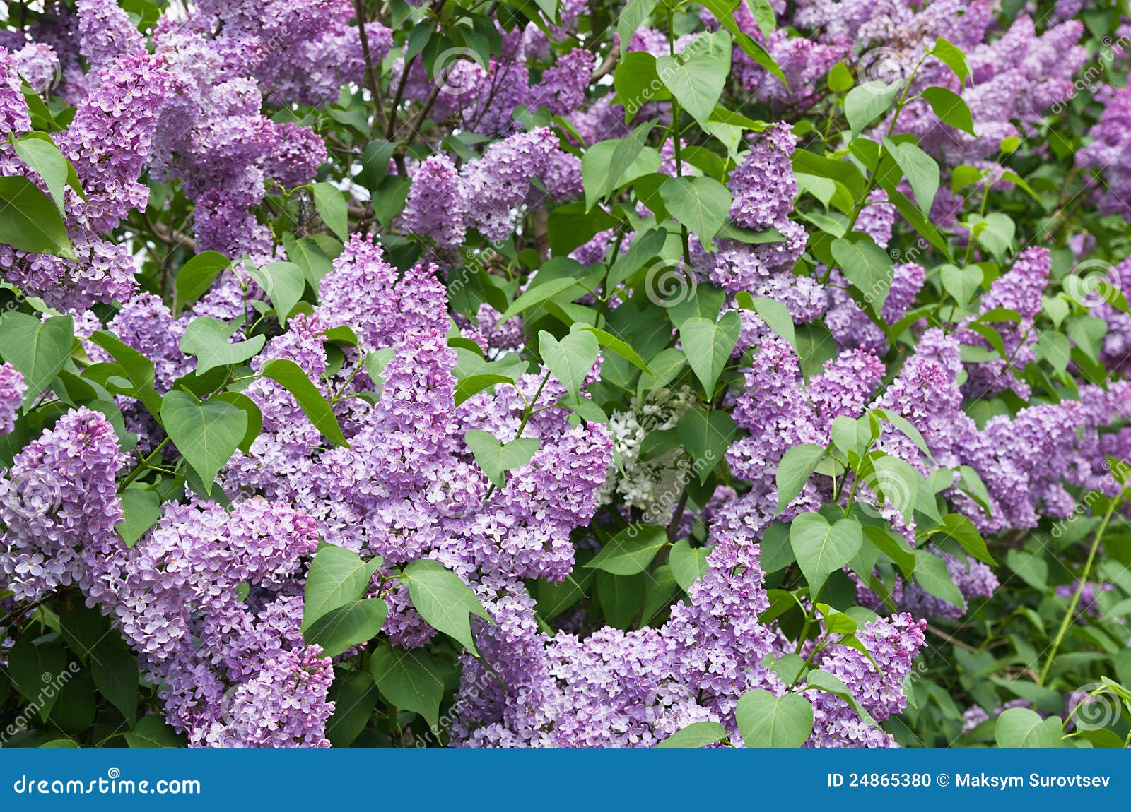 Lilac flowering stock photo. Image of growth, purple 24865380