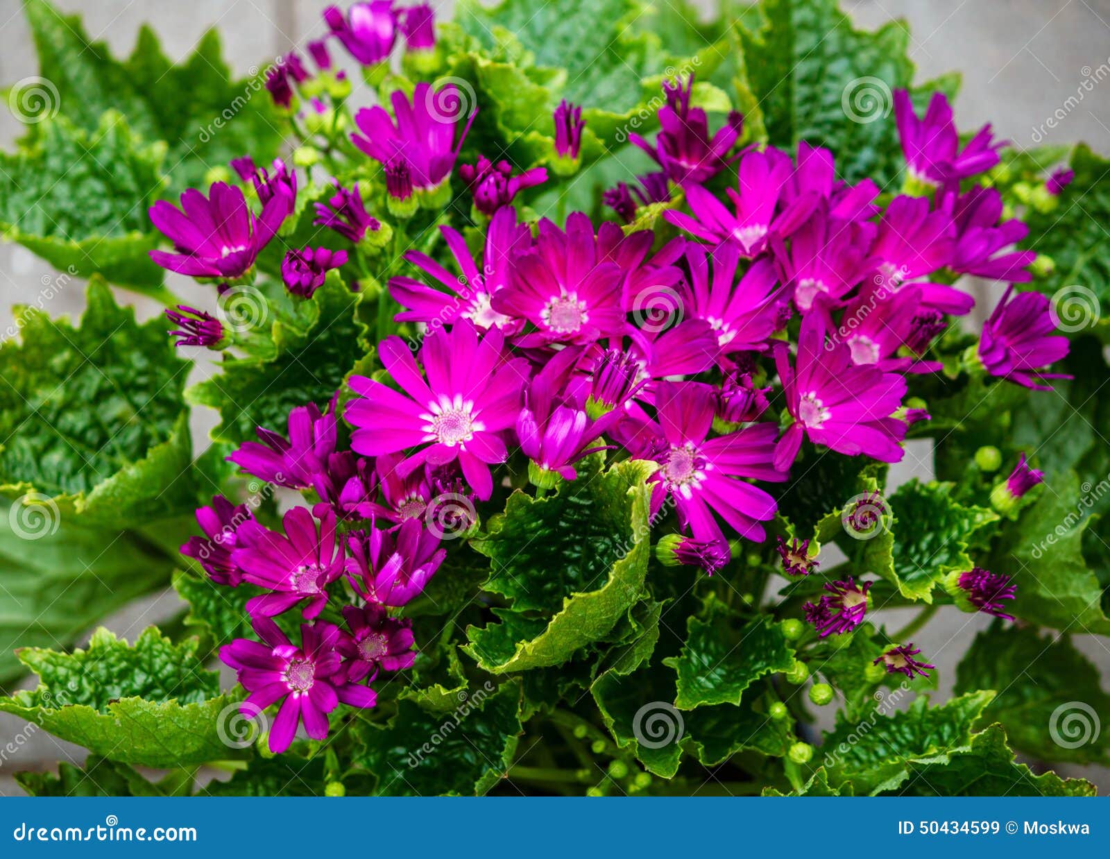 lilac flowering floristÃÂ´s cineraria