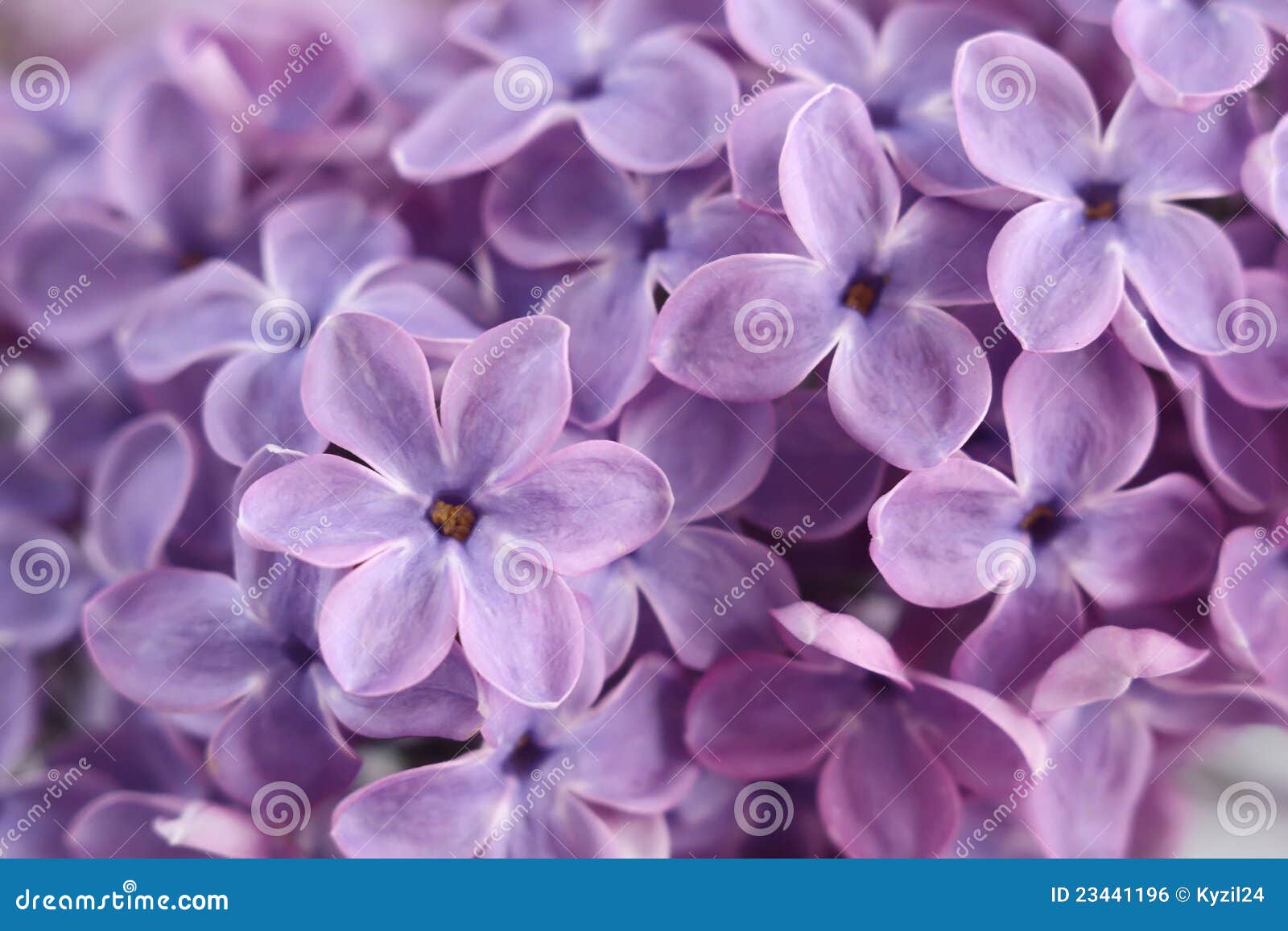 Lilac flowers stock photo. Image of design, closeup, nature - 23441196