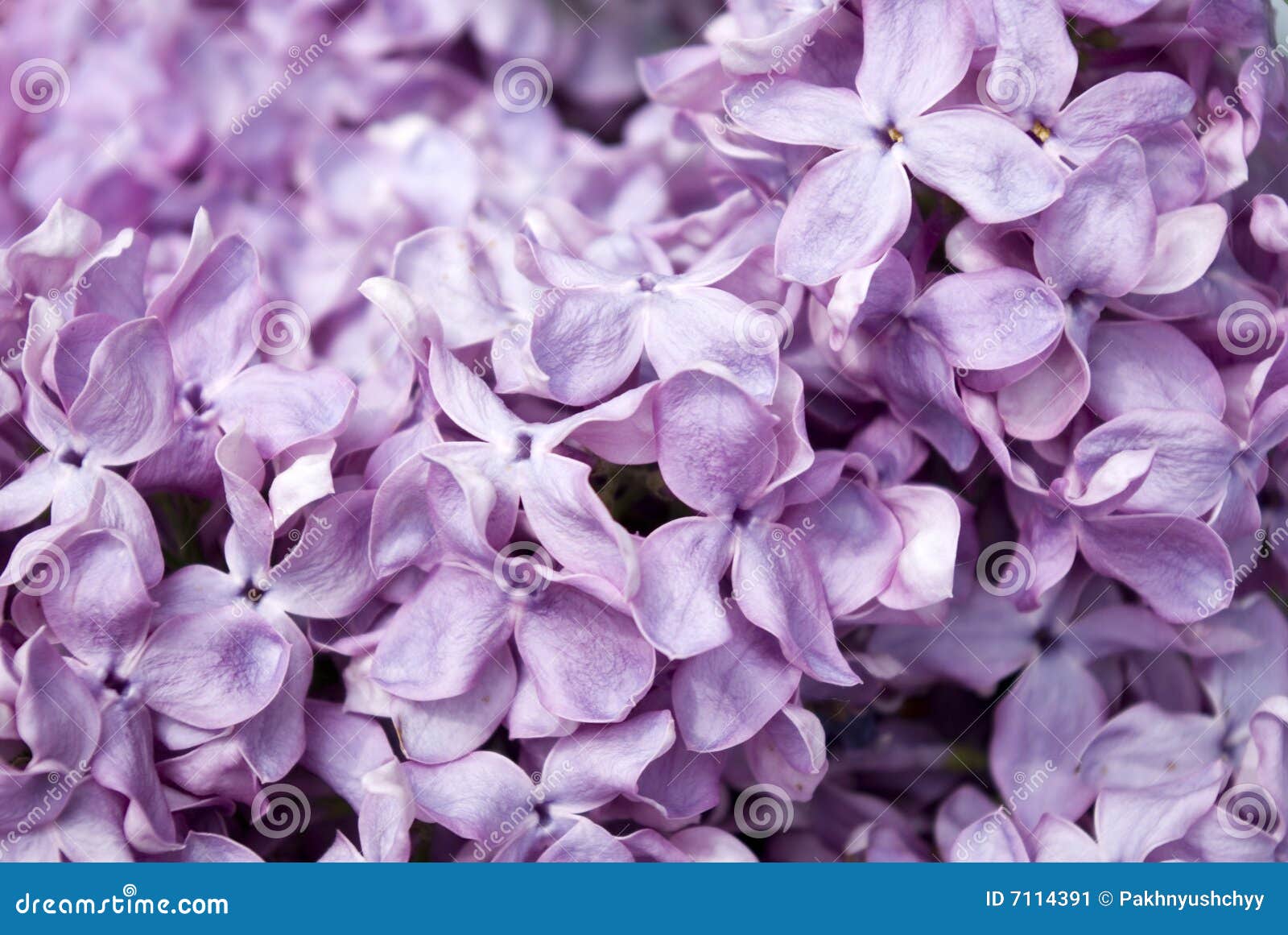 Lilac flowers stock image. Image of botanic, bunch, close - 7114391