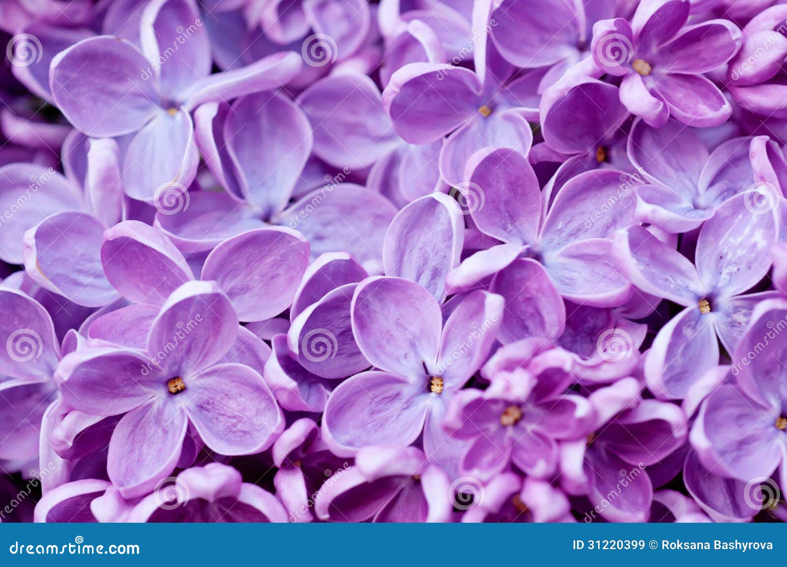 Lilac flowers background stock image. Image of floral - 31220399