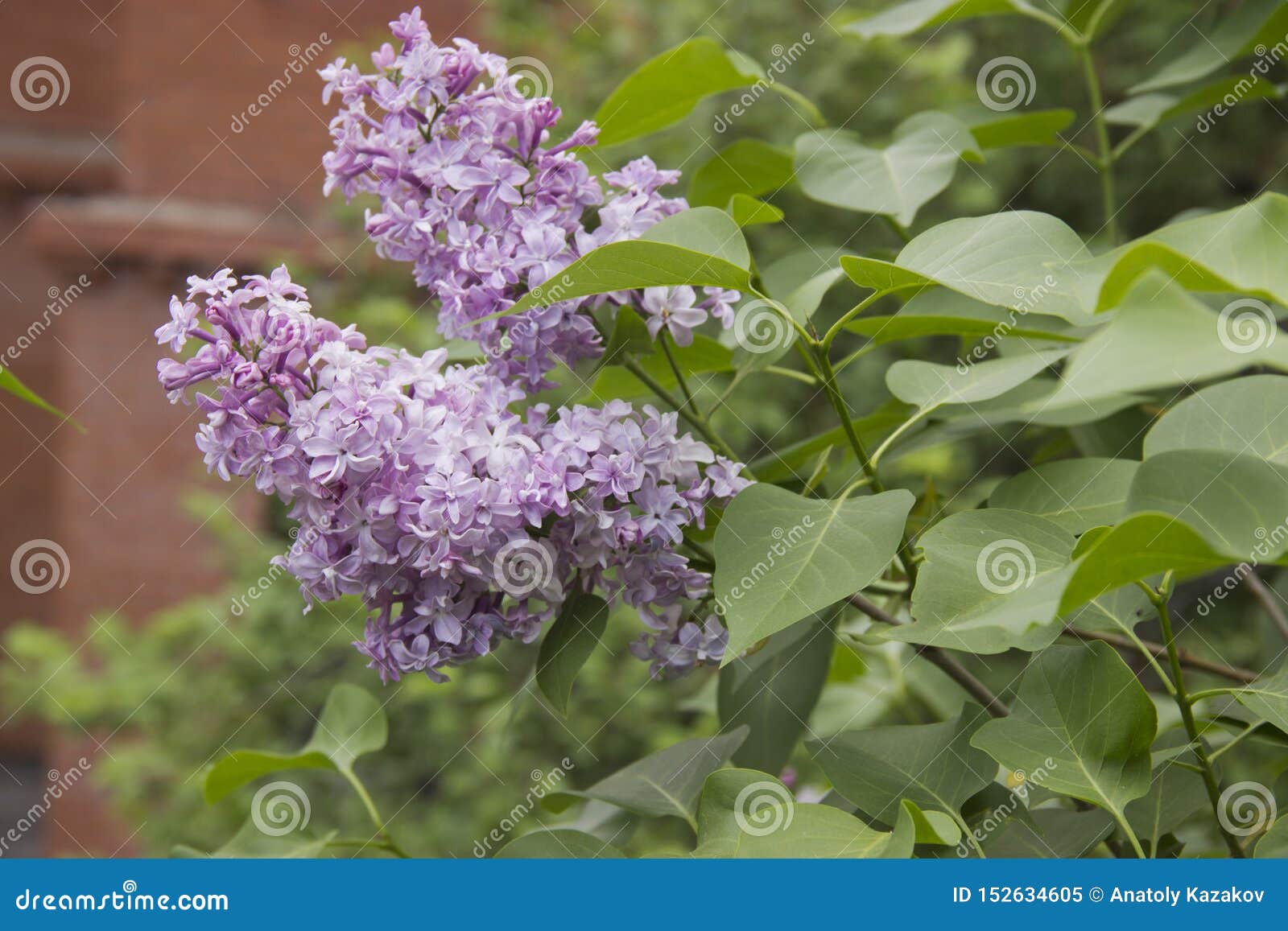 Lilac Flowers . Lilac Blossom in Spring Scene Stock Image Image of