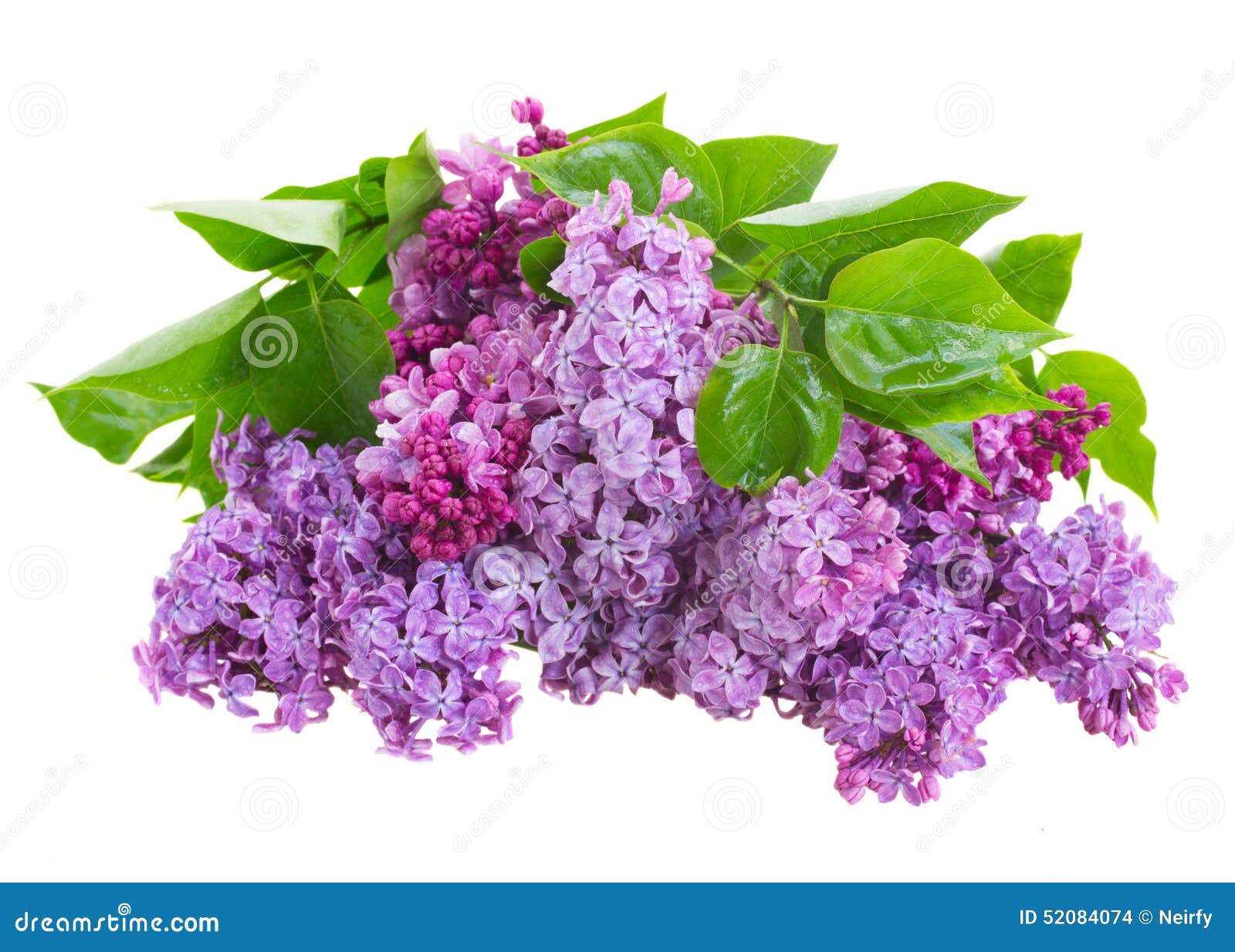 Lilac flowers stock photo. Image of blooming, background 52084074