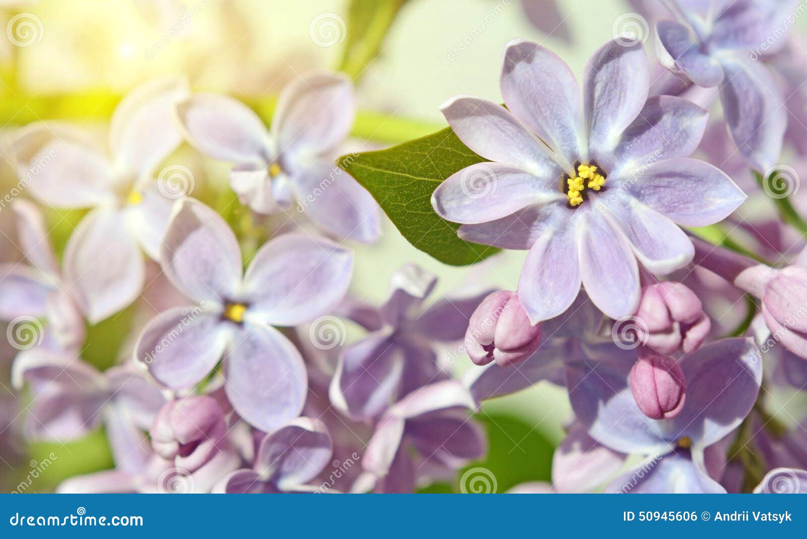 Lilac Flowers Close Up in Pastel Colors Stock Photo Image of macro