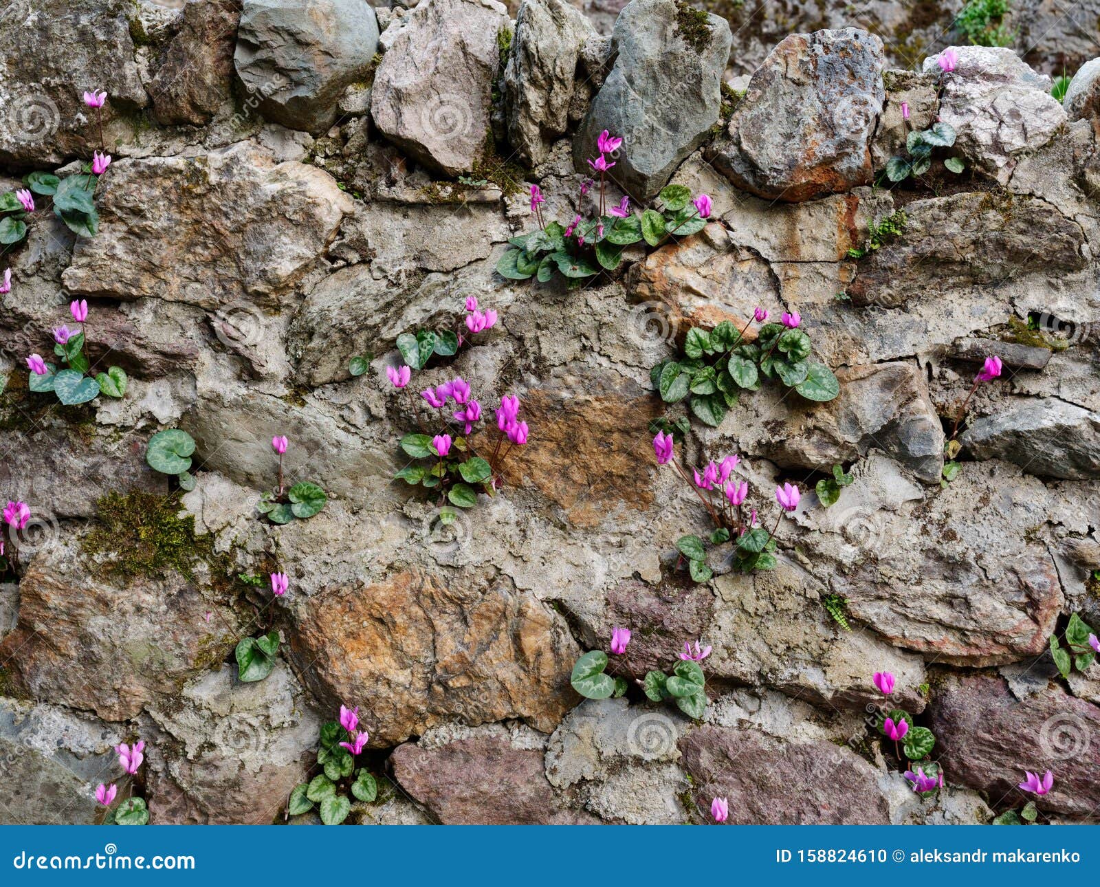 Lilac Flowers Grow in a Stone Wall Stock Photo Image of hills
