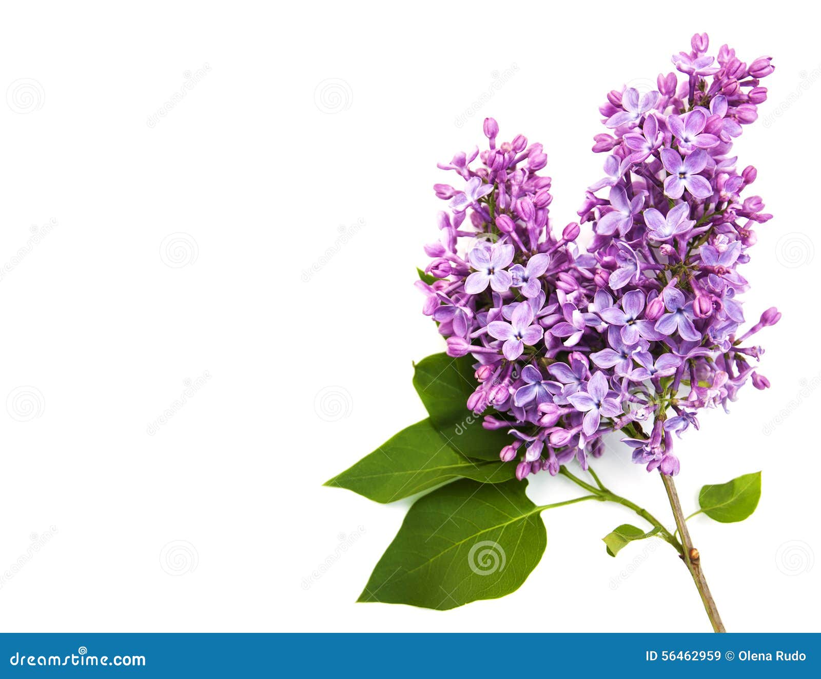 Lilac flowers stock image. Image of blossom, bright, perfume 56462959