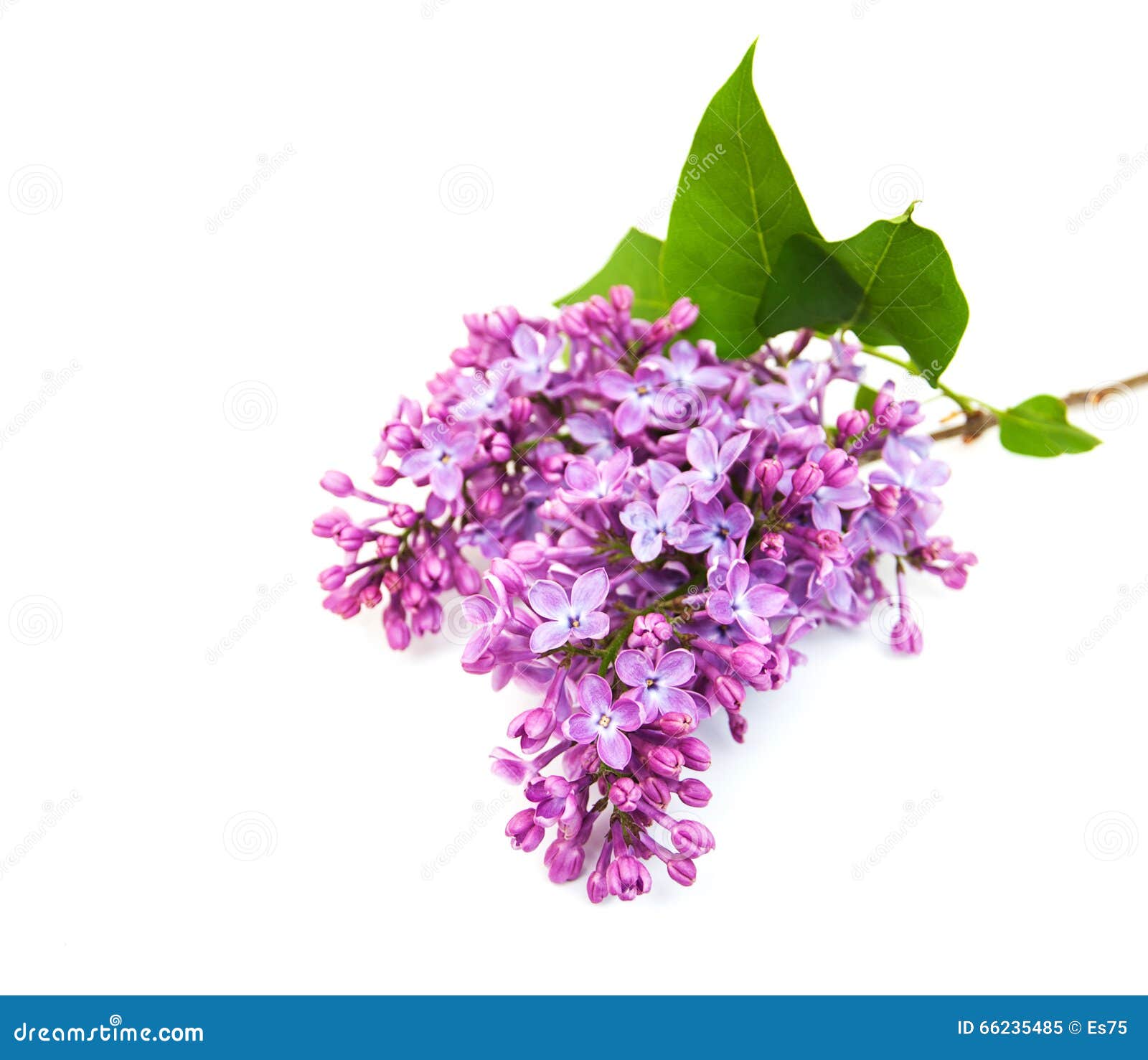 Lilac flowers stock image. Image of bunch, lilac, blossom 66235485