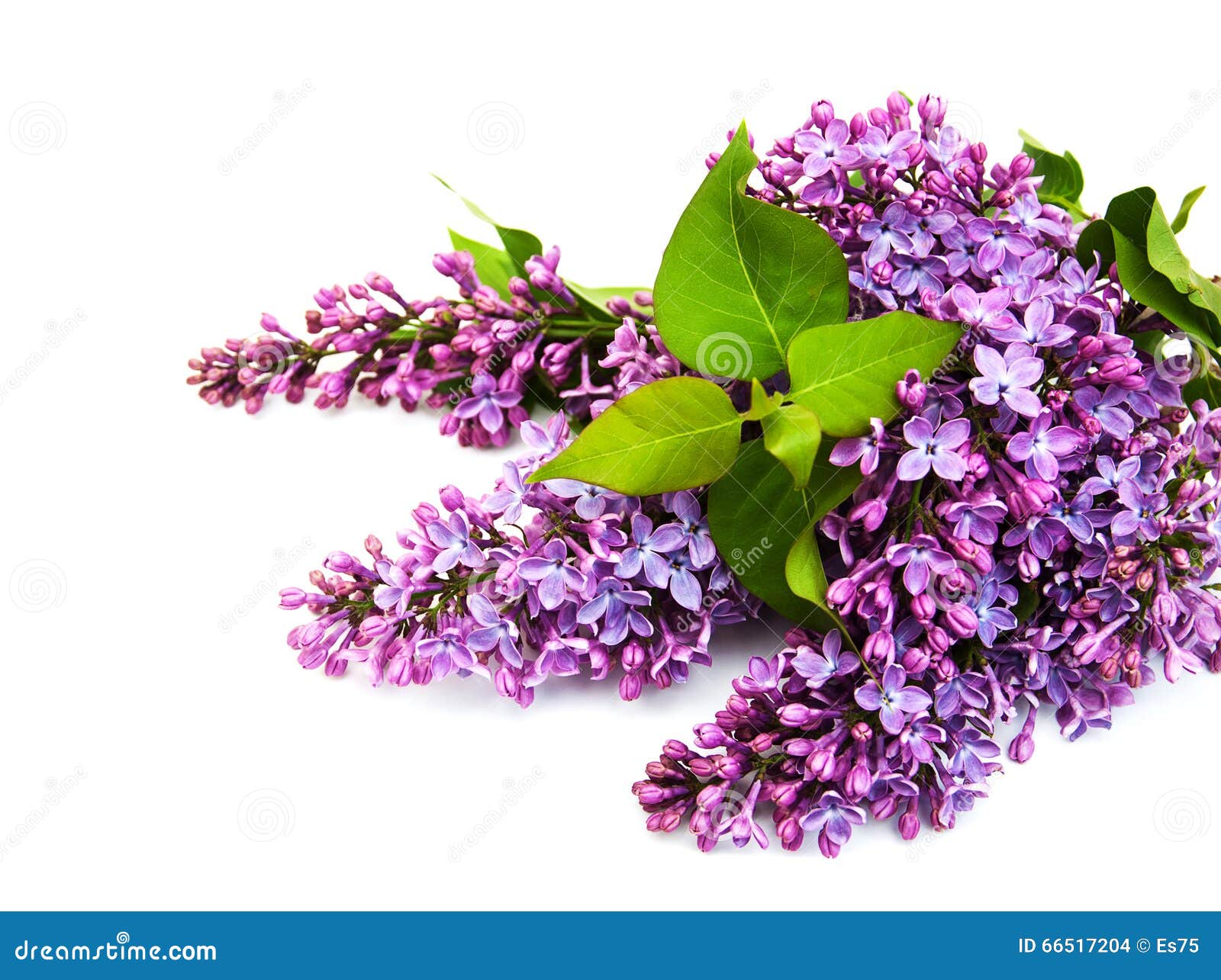 Lilac flowers stock photo. Image of blossom, flower, lilacs 66517204