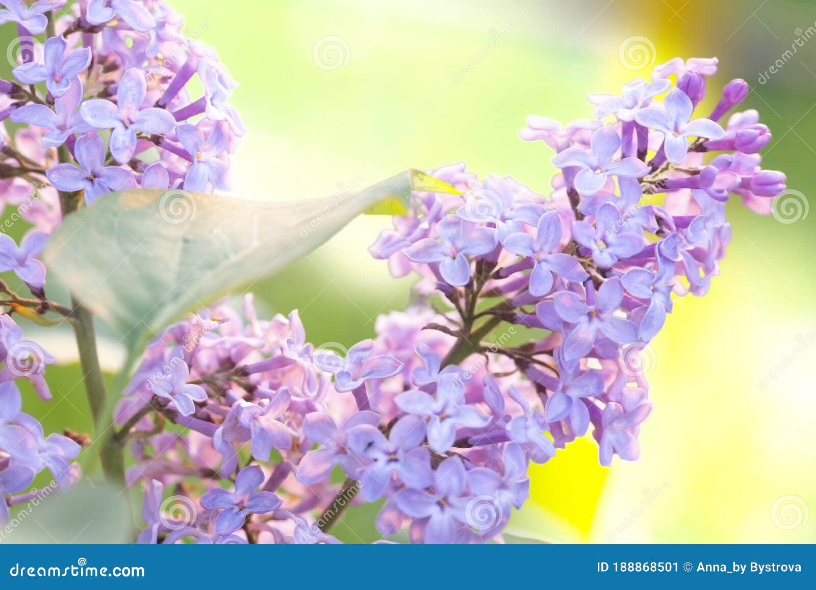 Lilac Flowers Spring Blooming Scene. Blossom Lilac Flowers in Spring