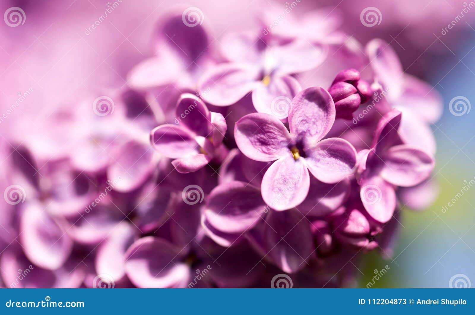 Lilac Flowers on a Tree in Spring Stock Image - Image of bunch, botany ...