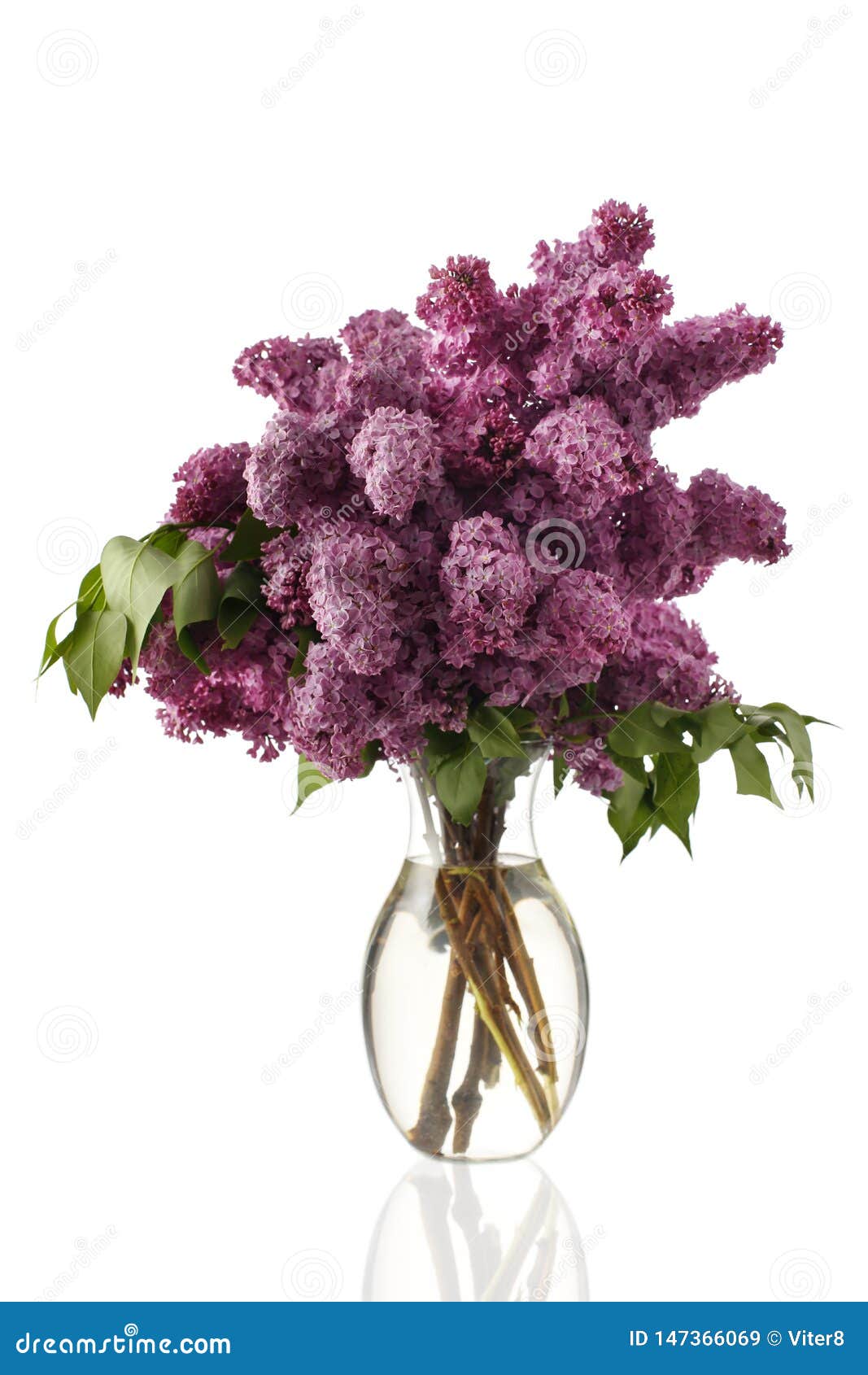 Lilac Flowers in Vase Isolated on White Stock Image Image of flora