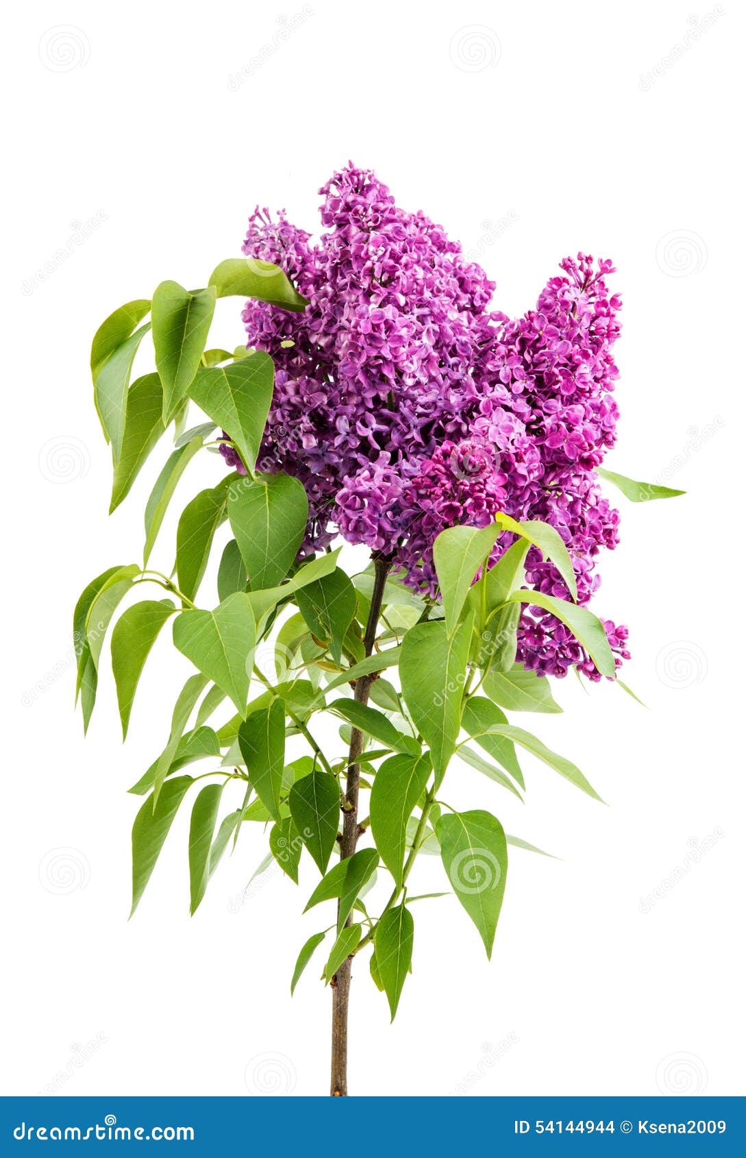 Lilac flowers stock photo. Image of green, floral, natural 54144944