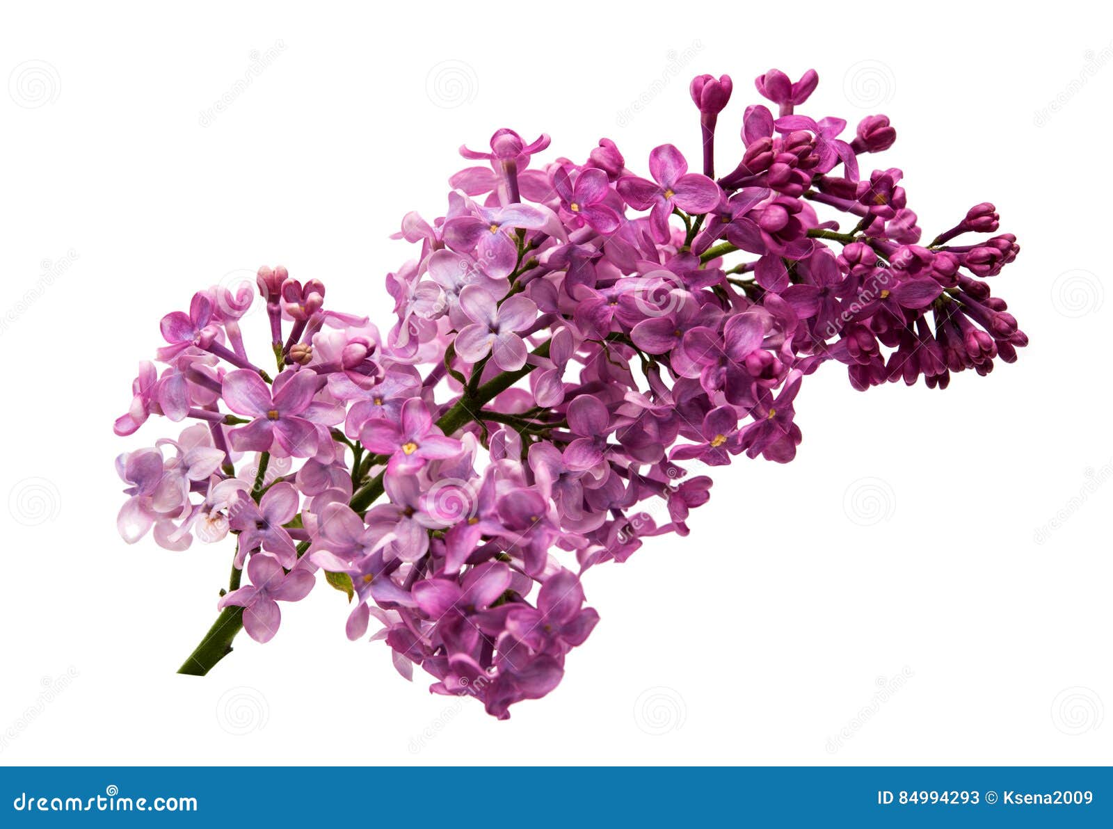 Lilac flowers stock image. Image of lilac, bush, flowers 84994293