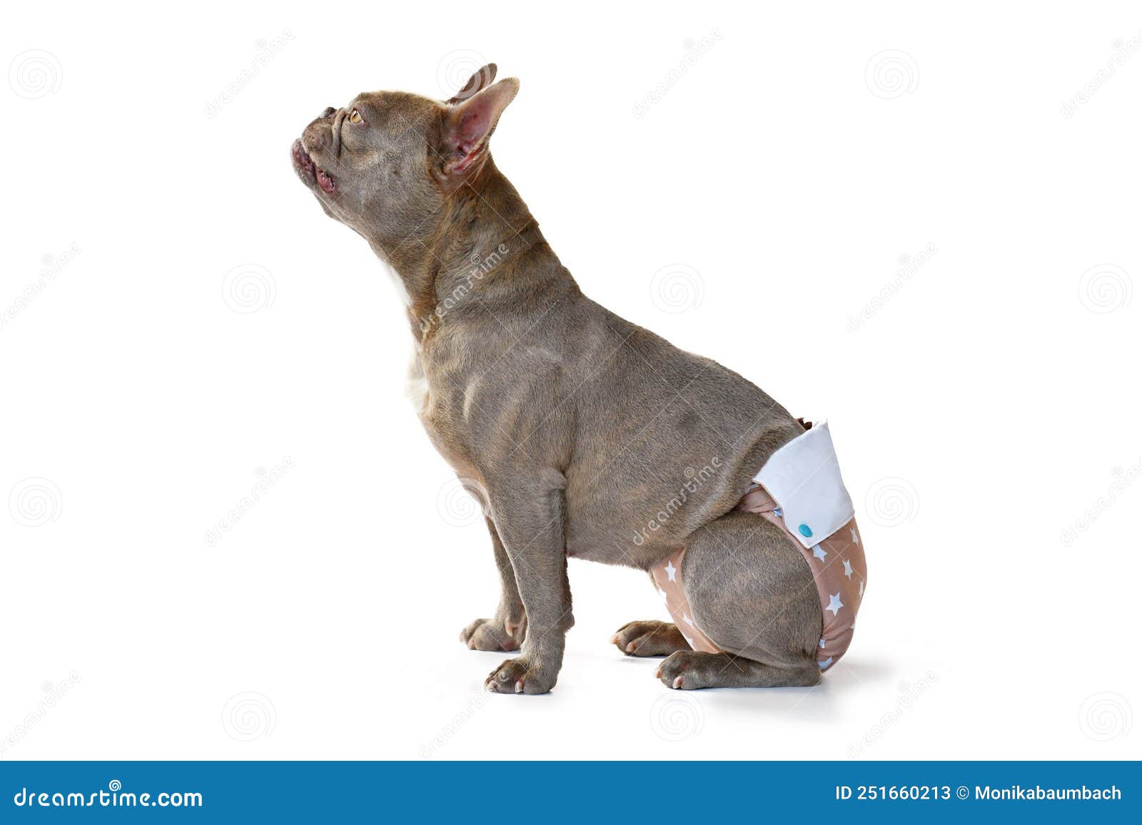 Lilac French Bulldog Dog Wearing Fabric Period Diaper Pants Stock