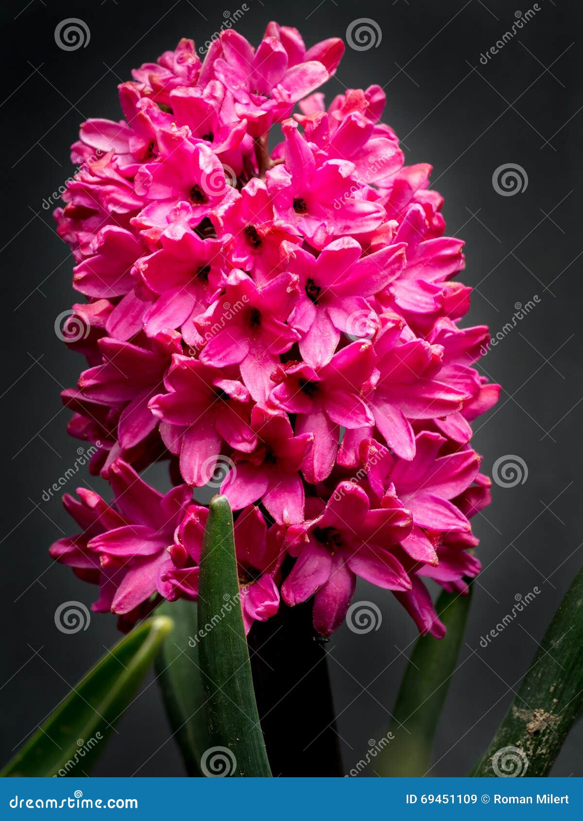 Lilac hyacinth in blossom stock image. Image of purple 69451109