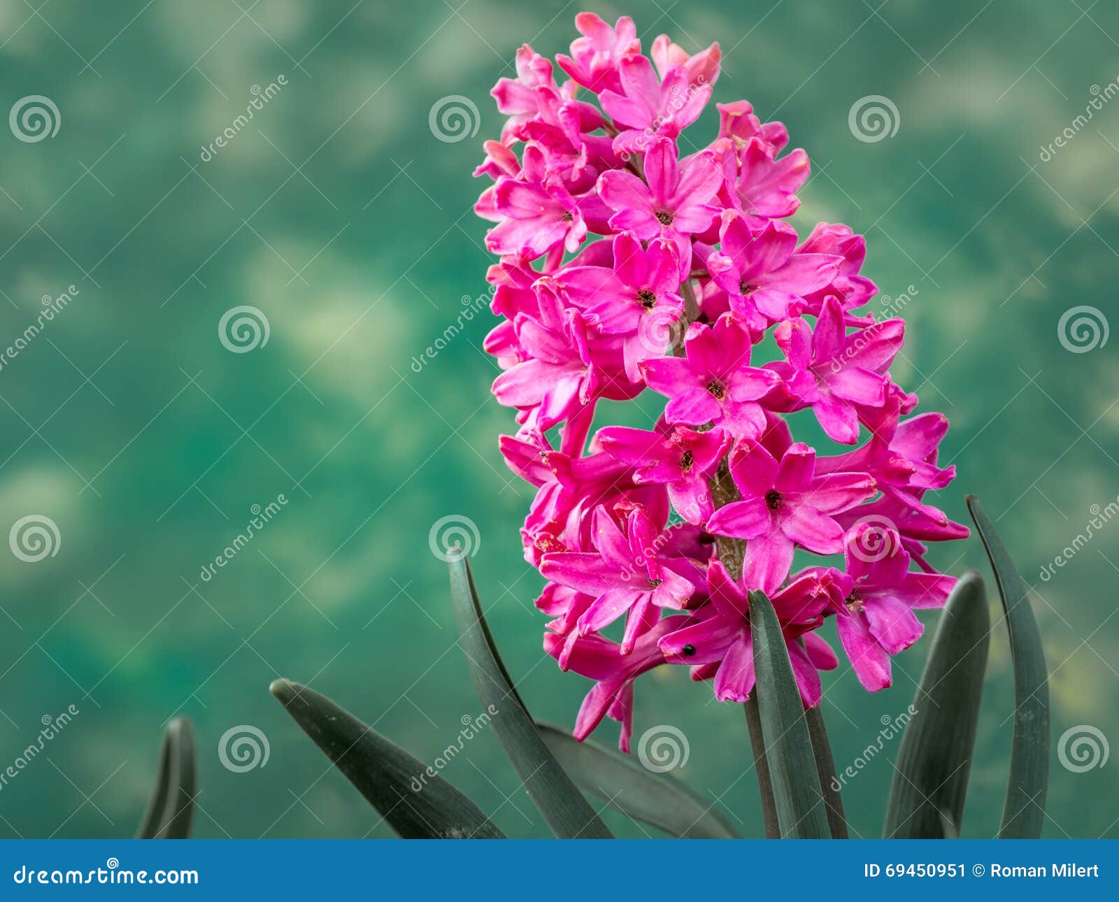 Lilac hyacinth in blossom stock image. Image of springtime 69450951