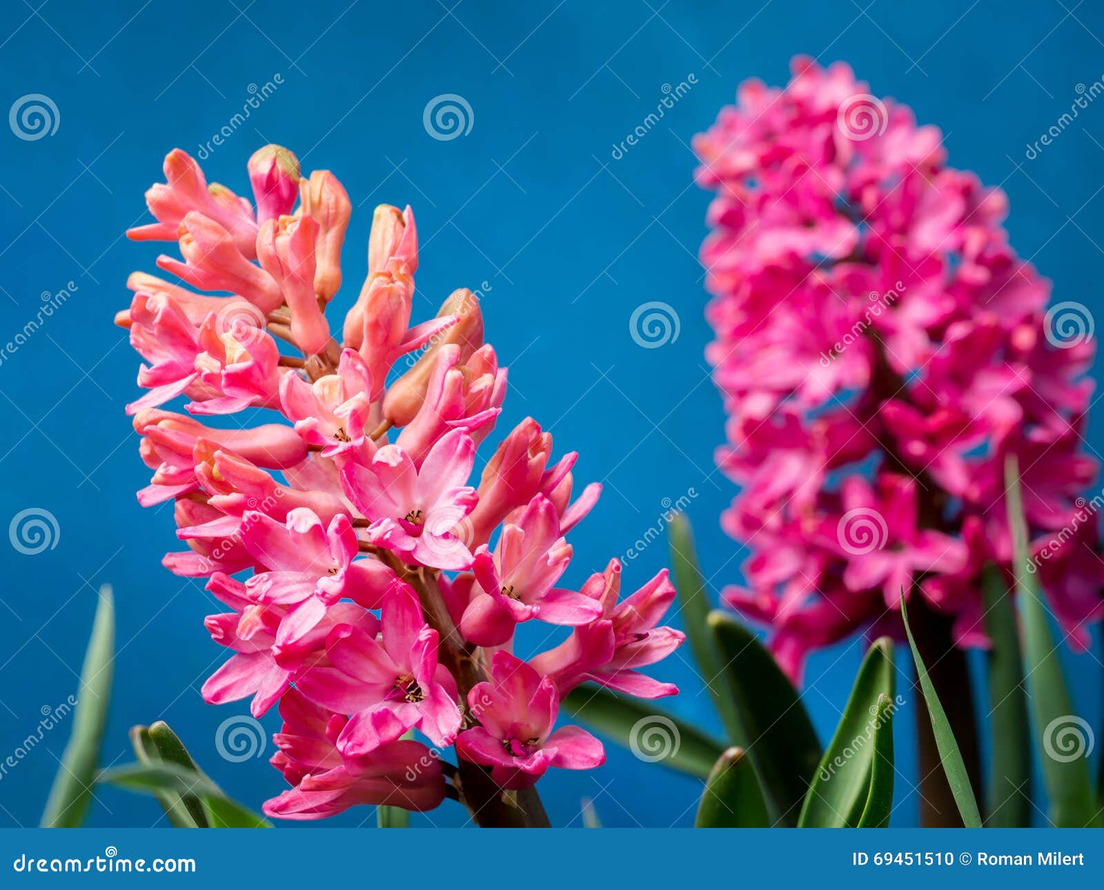 Lilac hyacinth in blossom stock photo. Image of petal 69451510