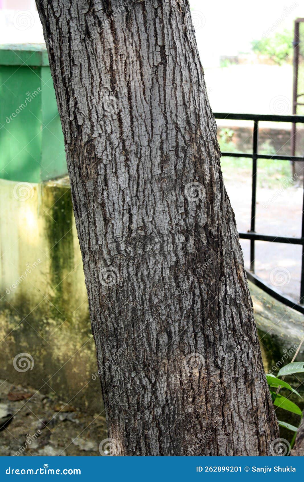 Florcitas, Flor de la Caoba. Especie nativa de / Native to:…