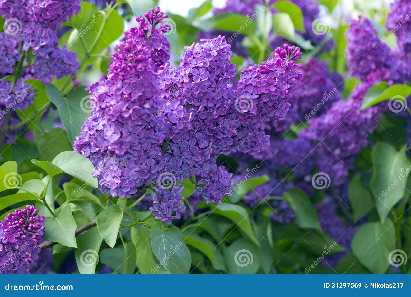 Lilac stock image. Image of theworld, blooms, beauty 31297569